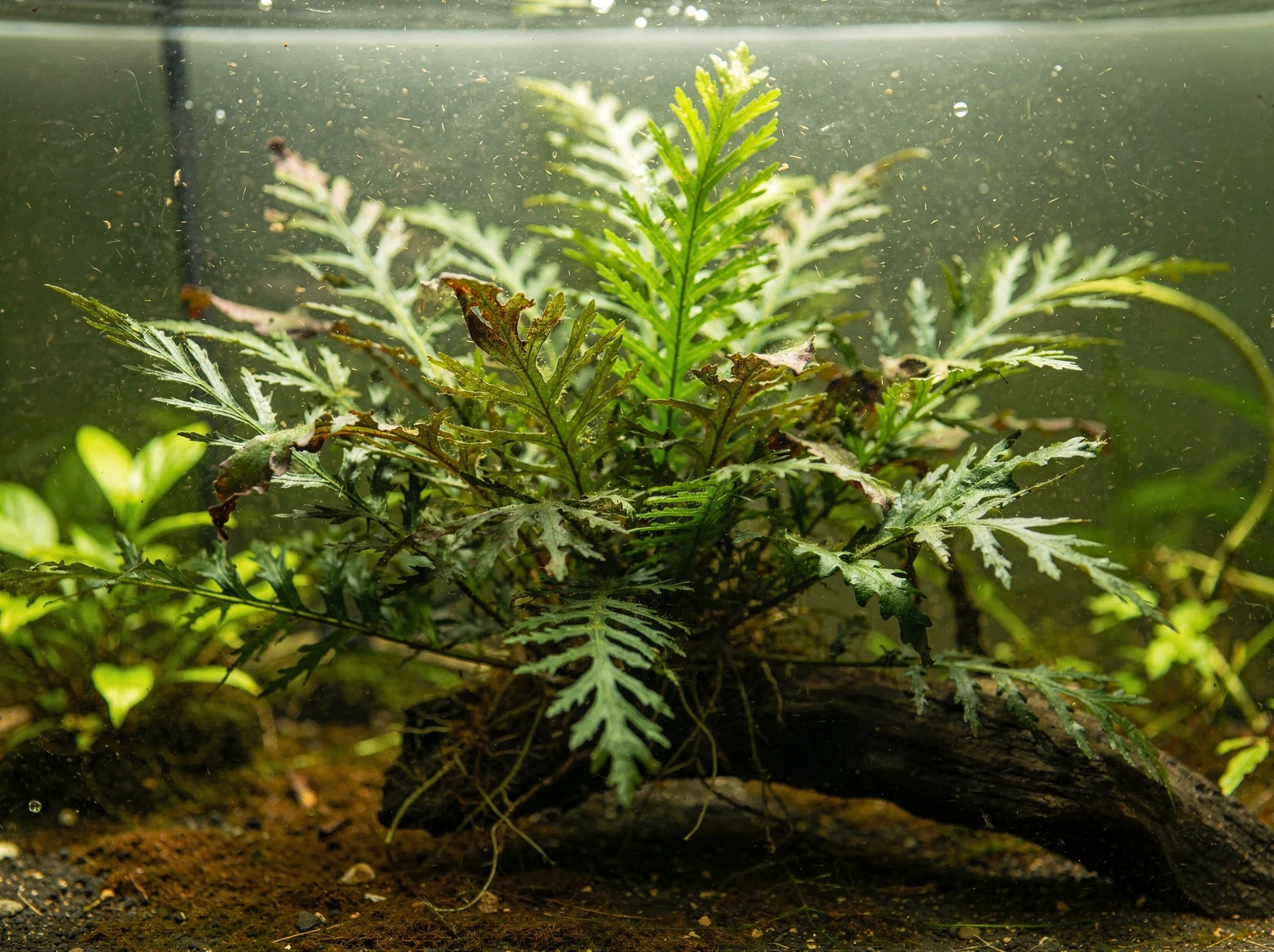 Bolbitis heteroclita 'difformis'