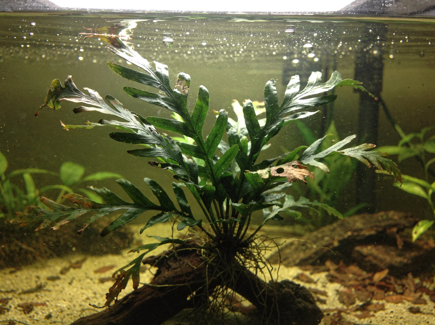 African Water Fern