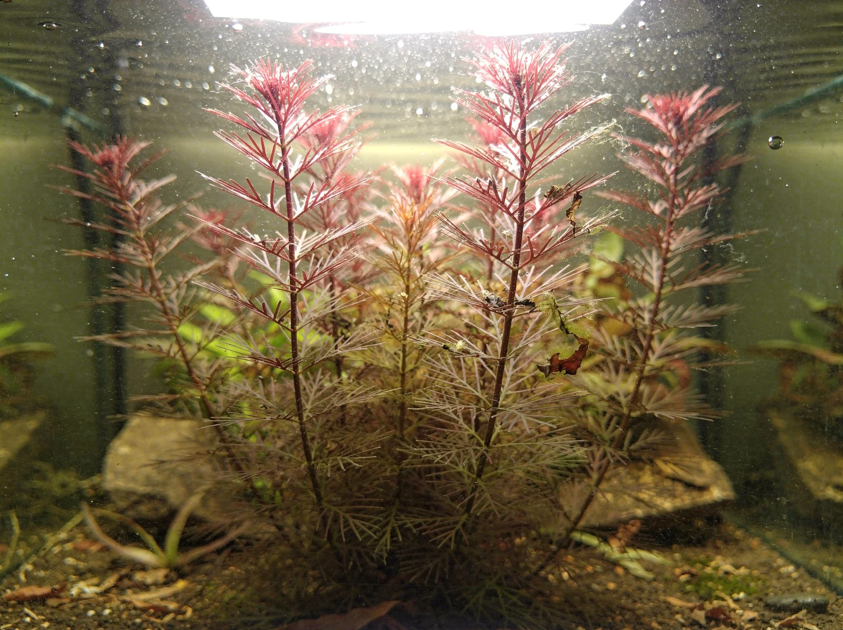 Cabomba roja
