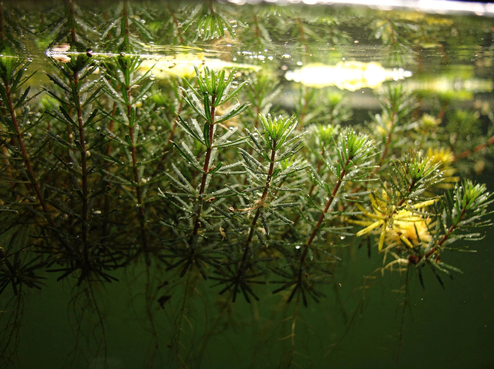 Ceratophyllum demersum 'Mexiko' ('Rotstängelig')