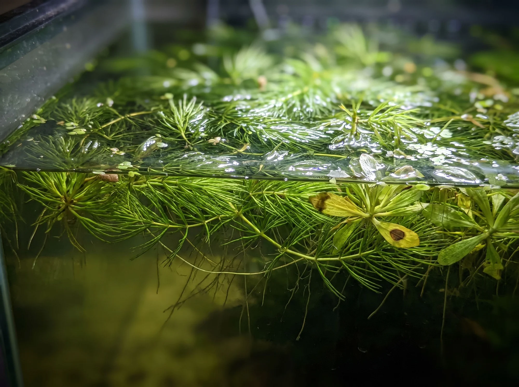 Hornwort