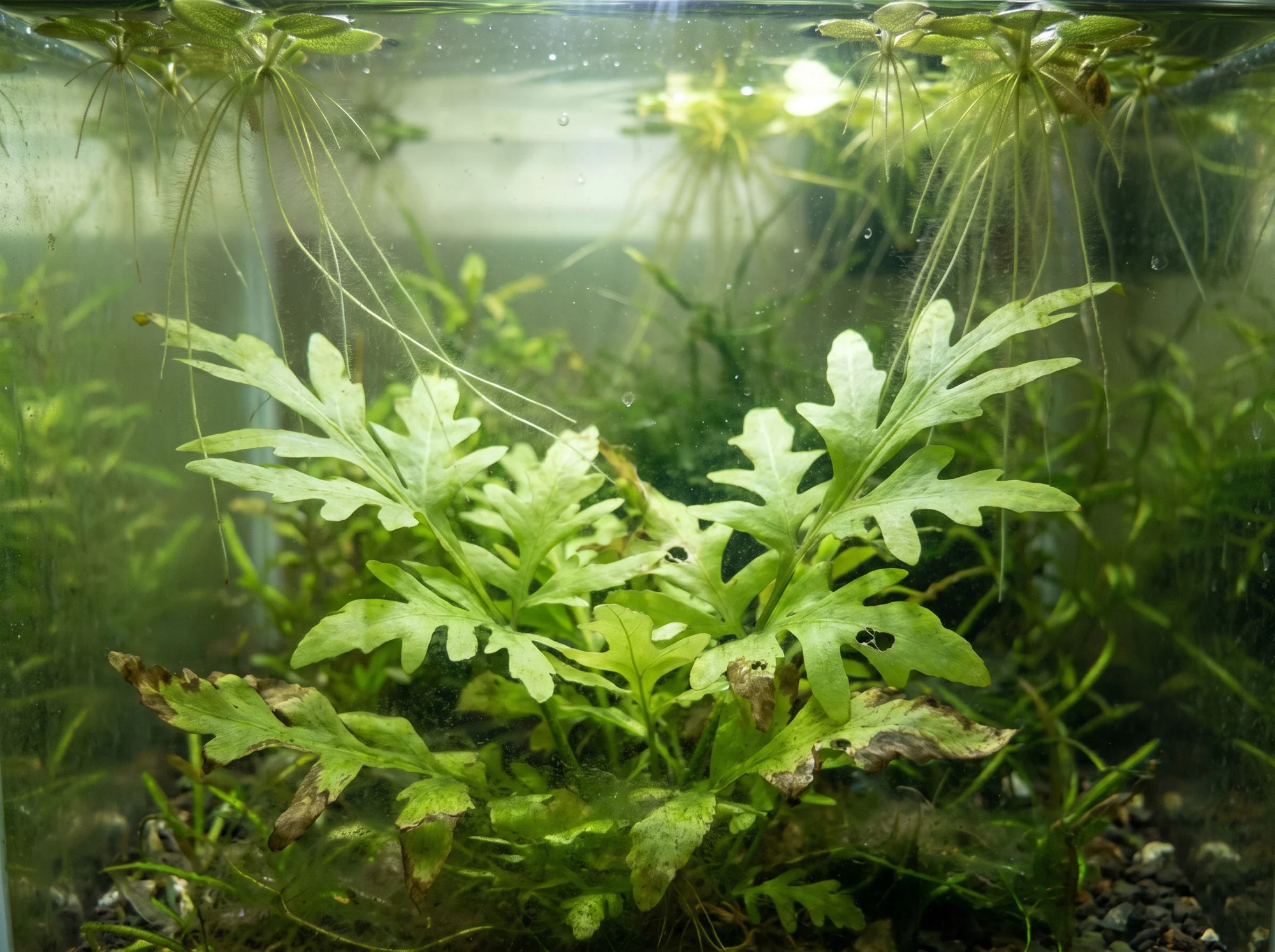 Broad-leaf Water Sprite