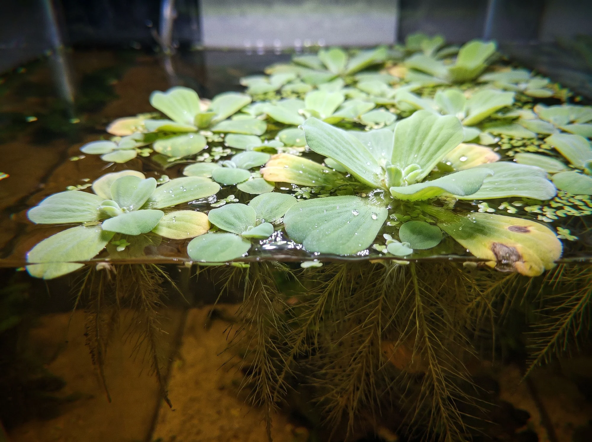 Floating Water Sprite