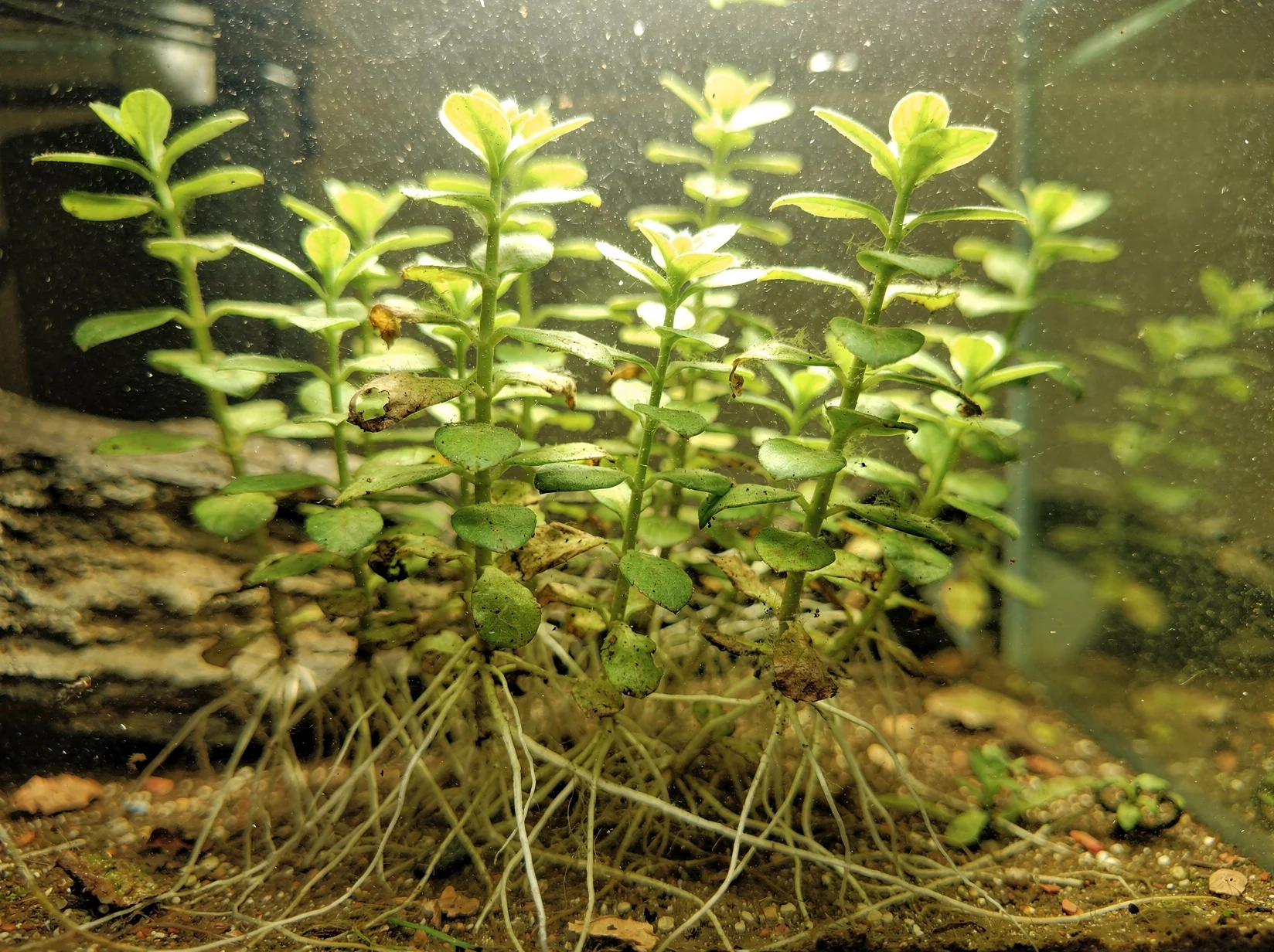 Caribbean Mint