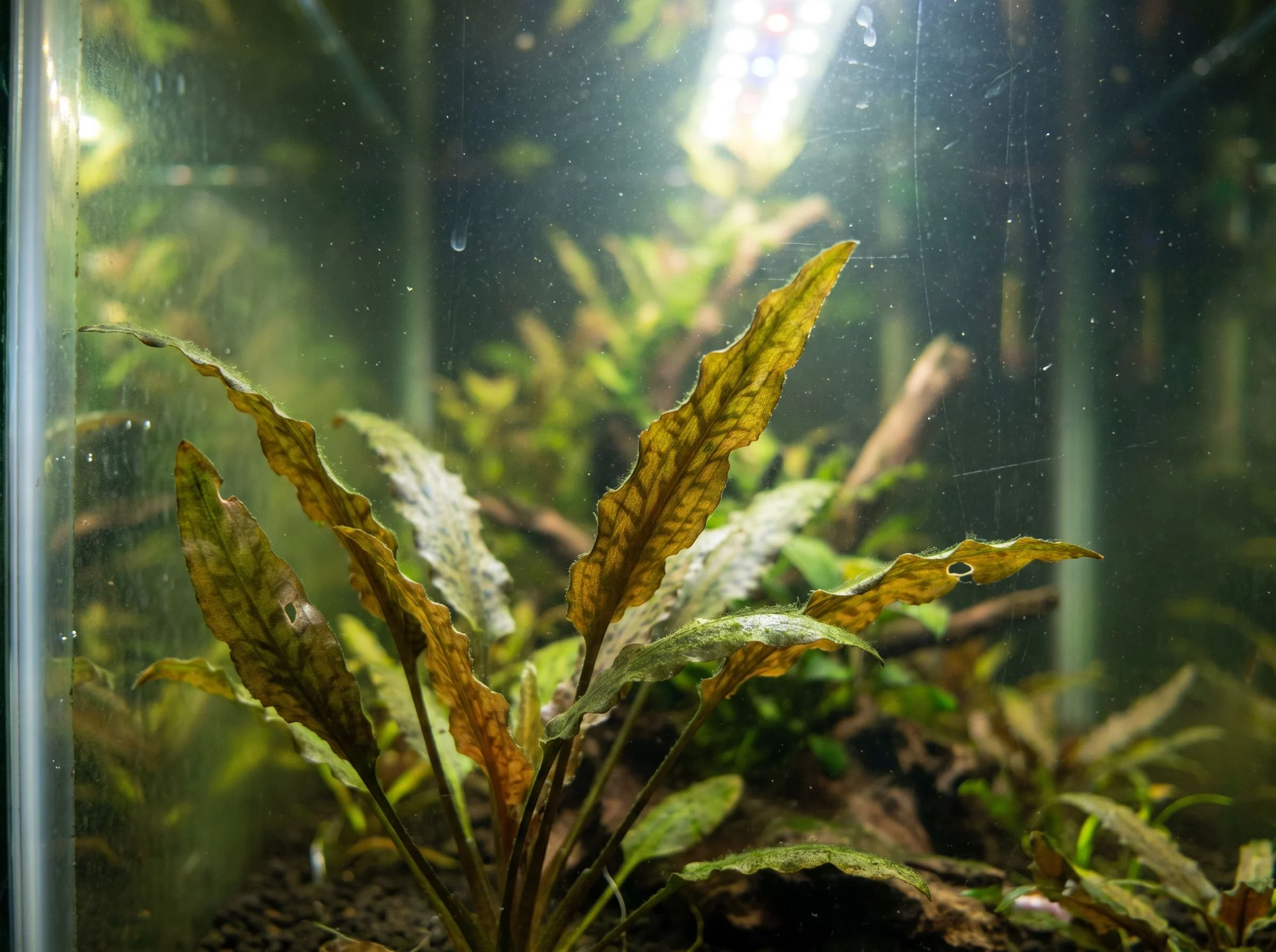 Criptocorina blanca