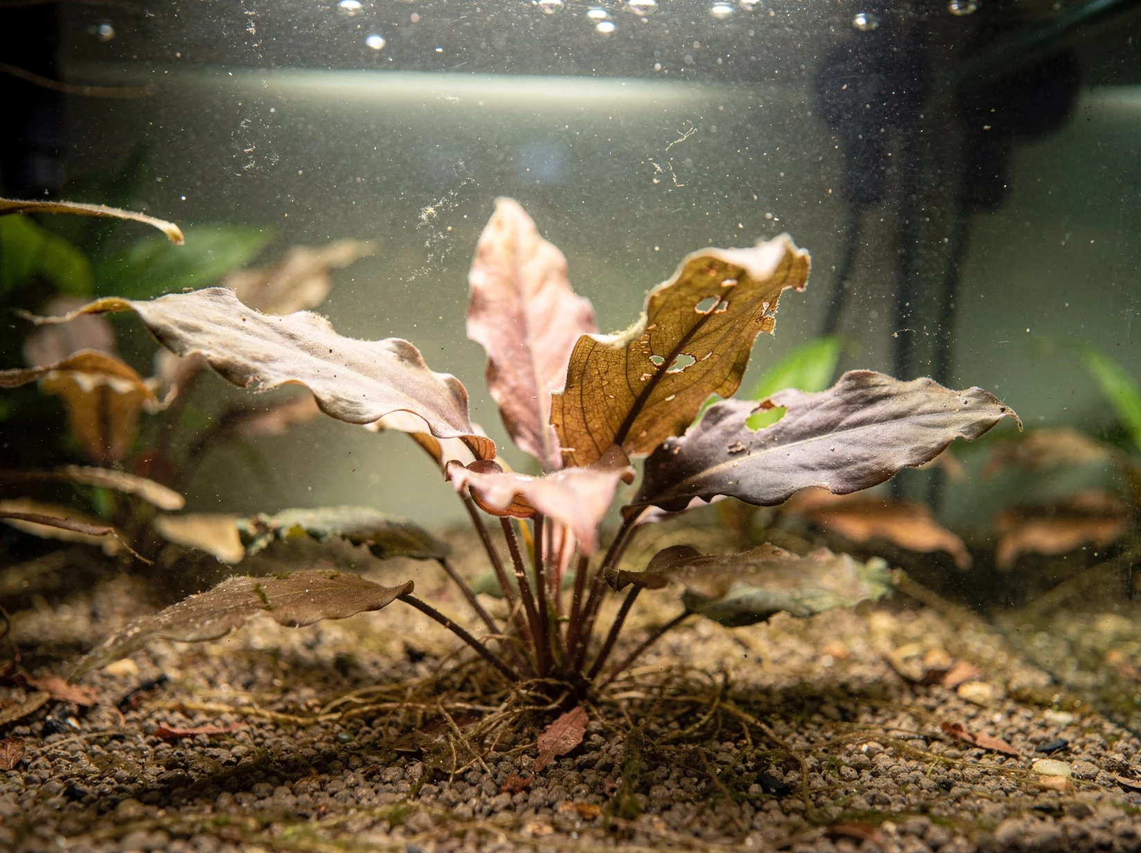 Cryptocoryne beckettii 'Petchii Pink'