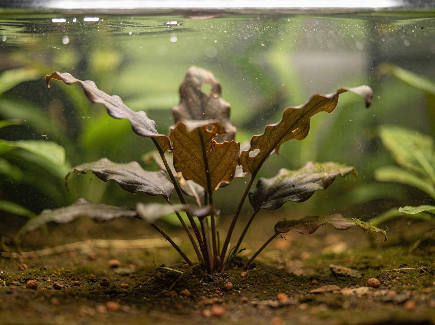 Cryptocoryne beckettii 'Petchii'