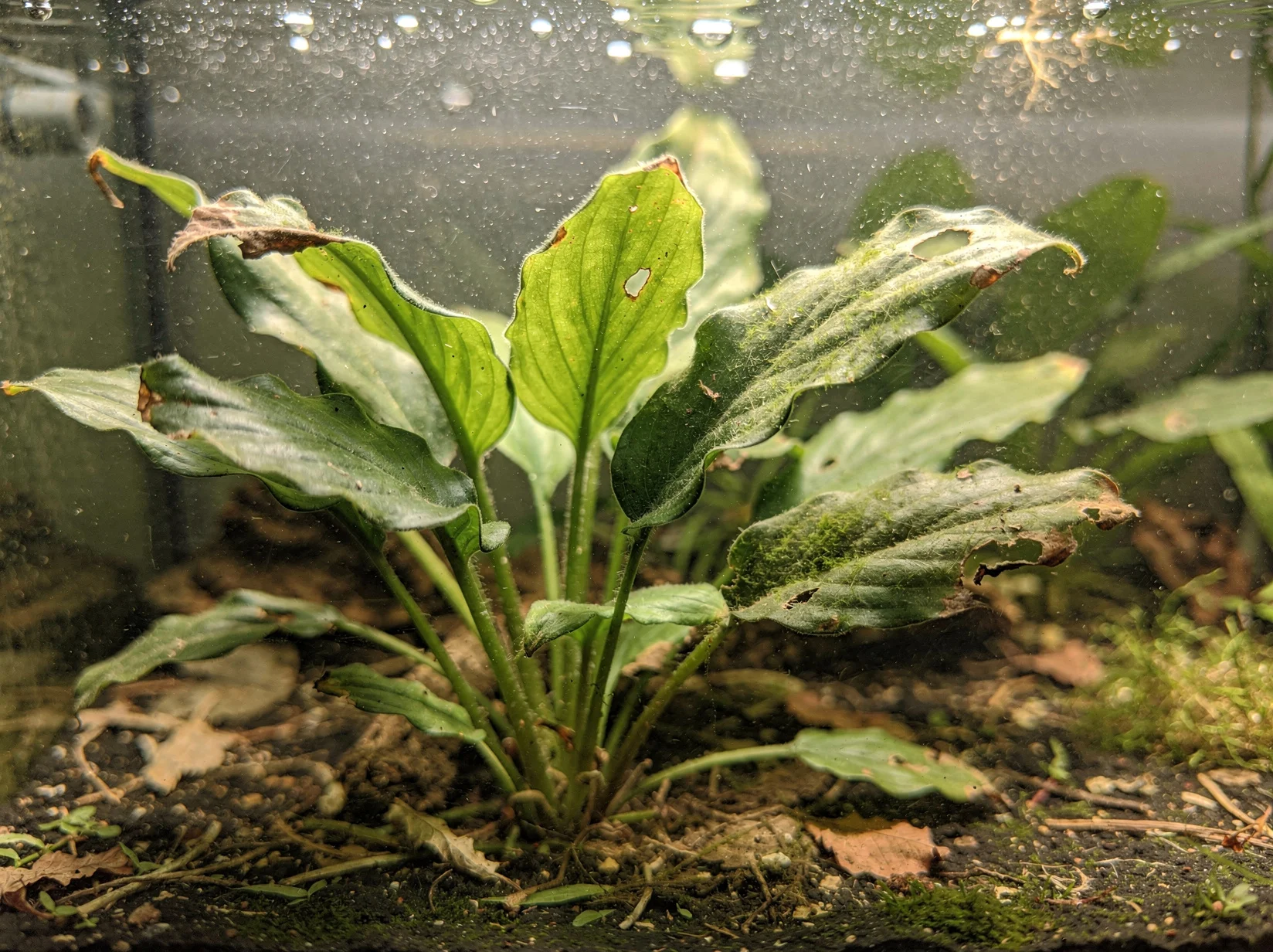 Cryptocoryne beckettii 'Viridifolia'