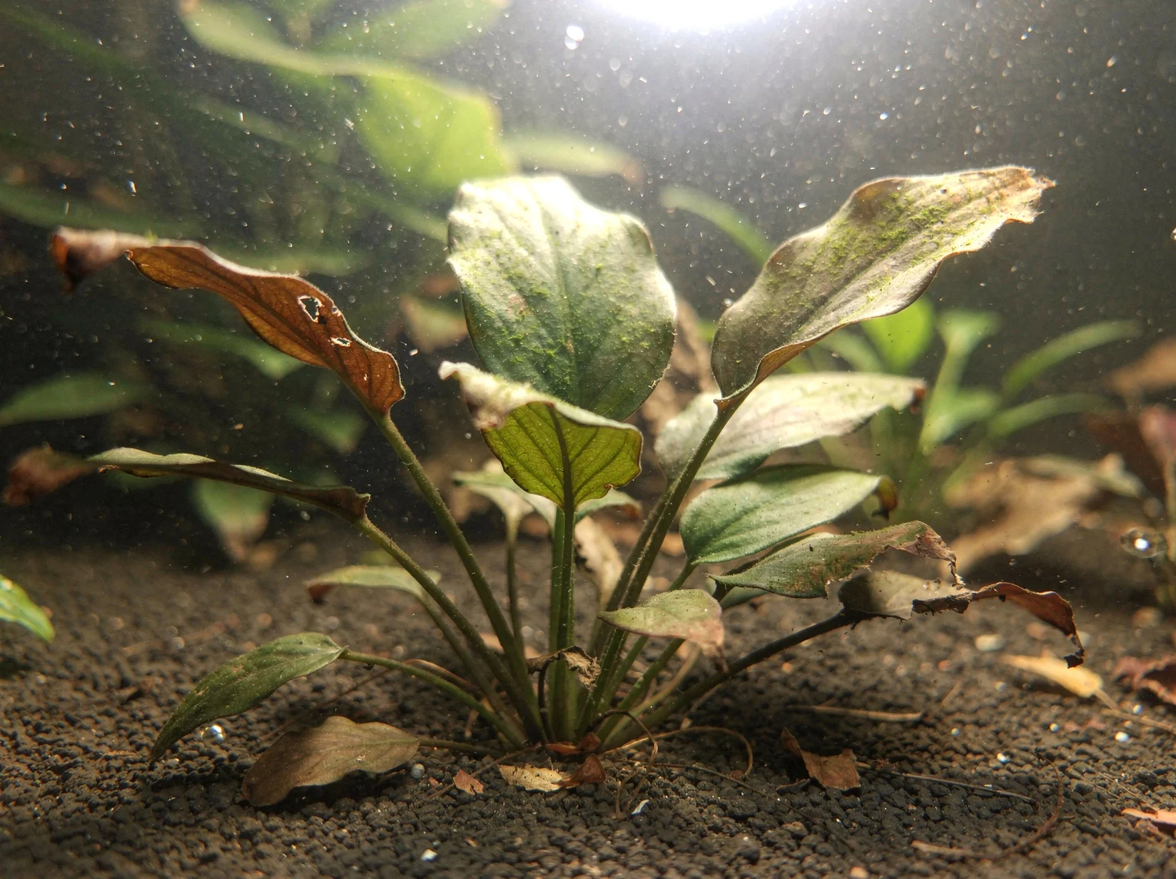 Criptocorina acorazonada