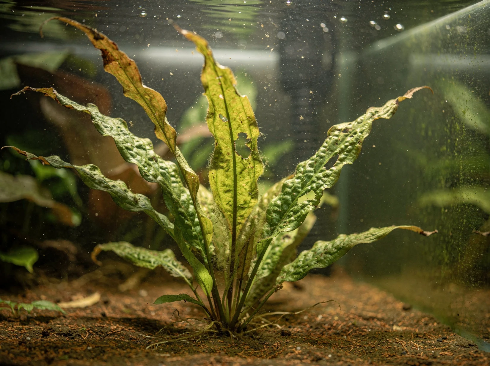 Cryptocoryne crispatula var. balansae