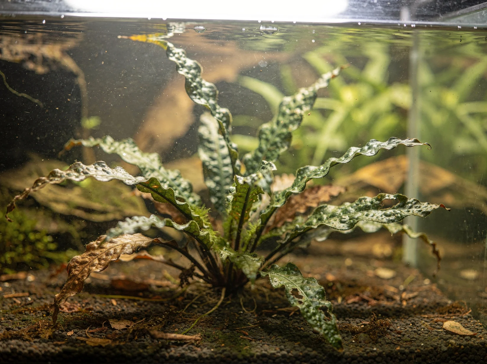 Criptocorina de Balansa var. kubotae