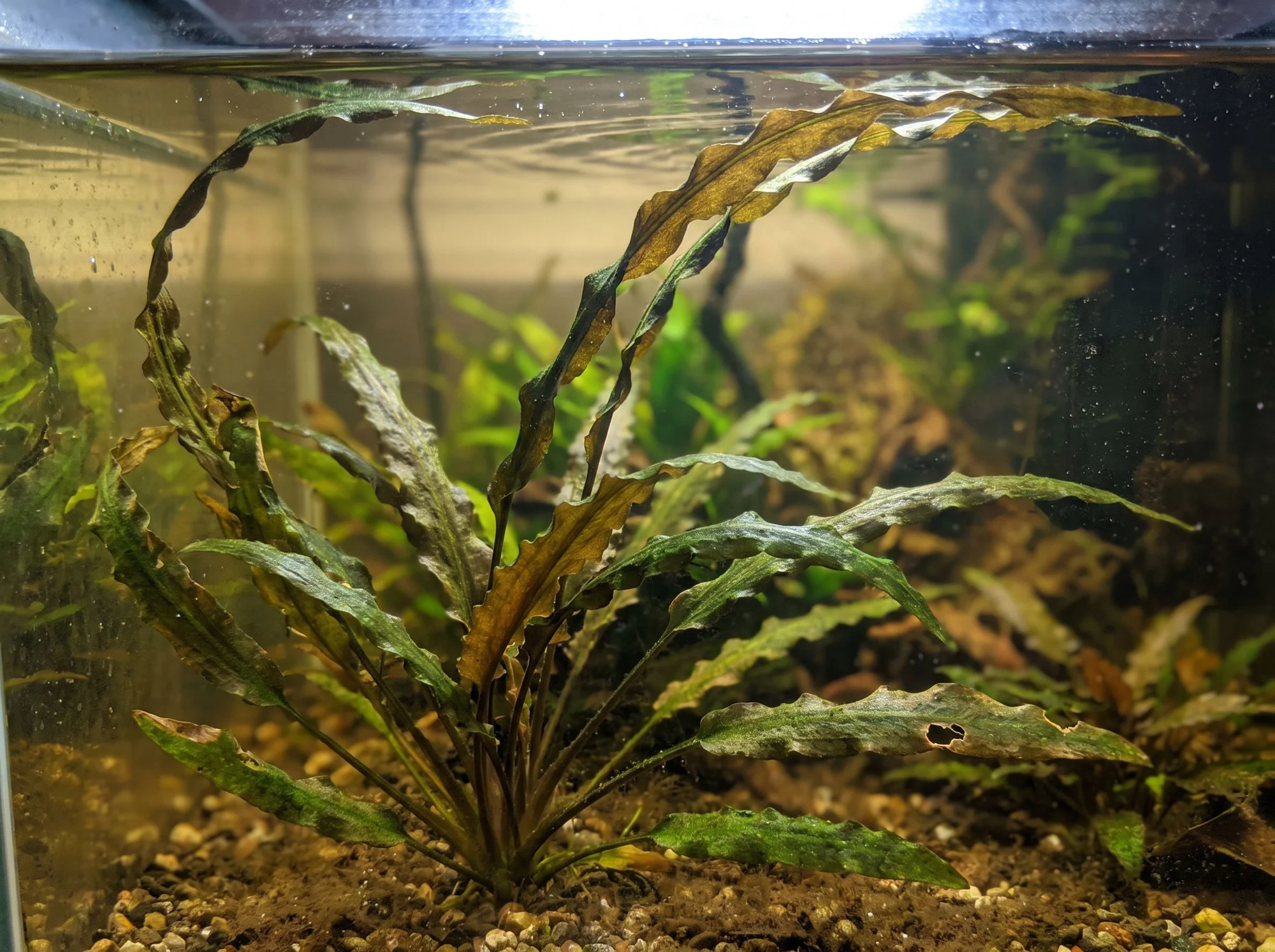Balansa Water Trumpet