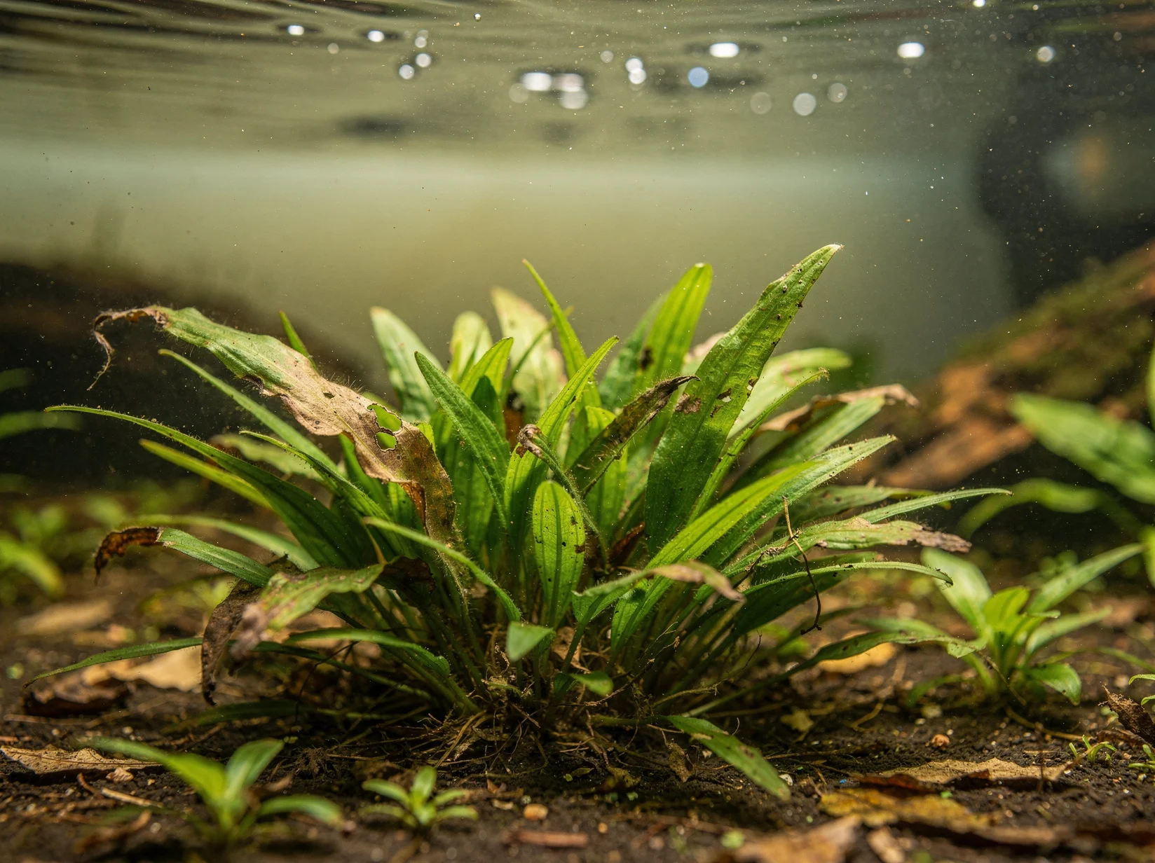 Dwarf Water Trumpet