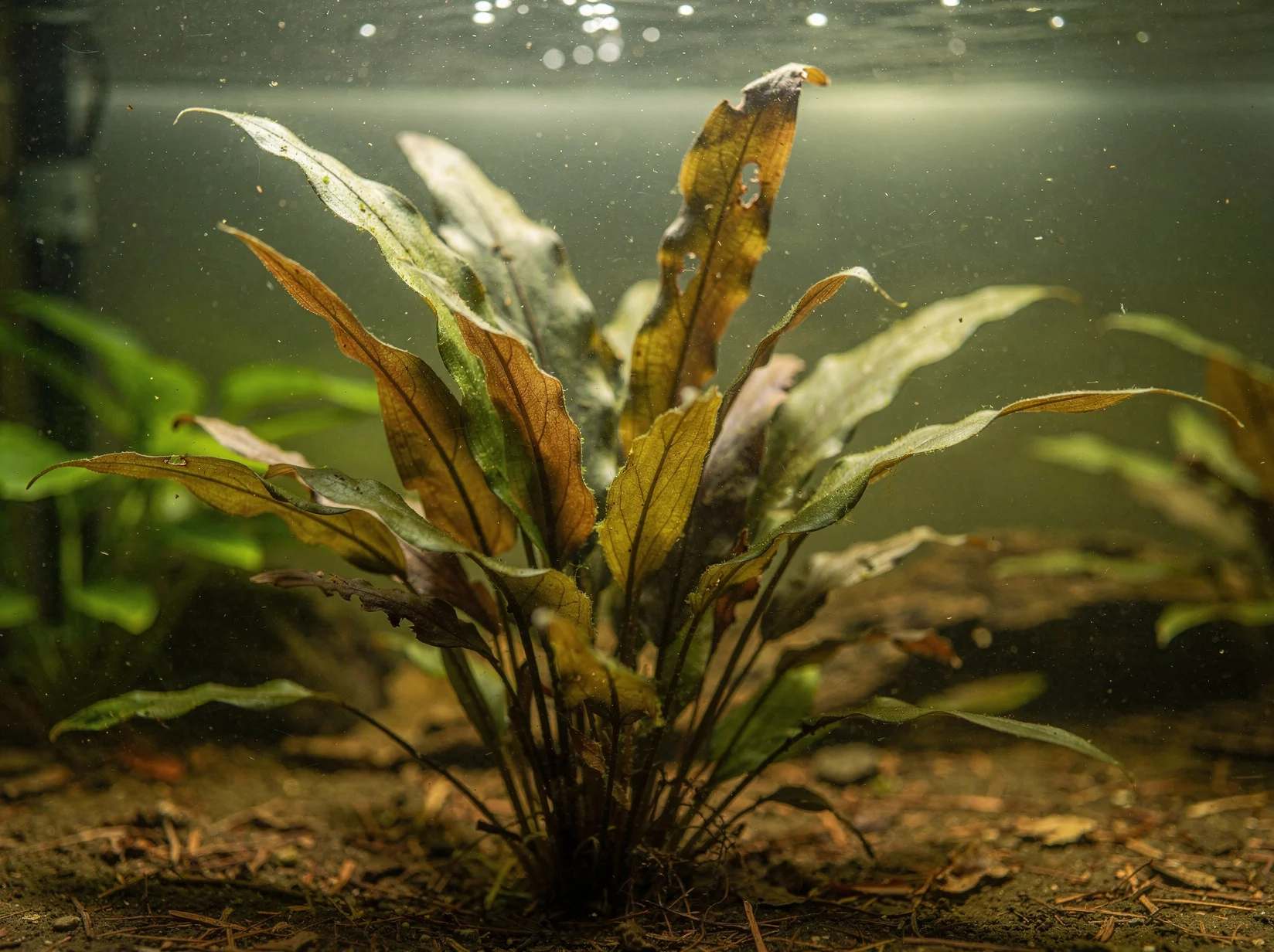 Cryptocoryne spiralis var. caudigera