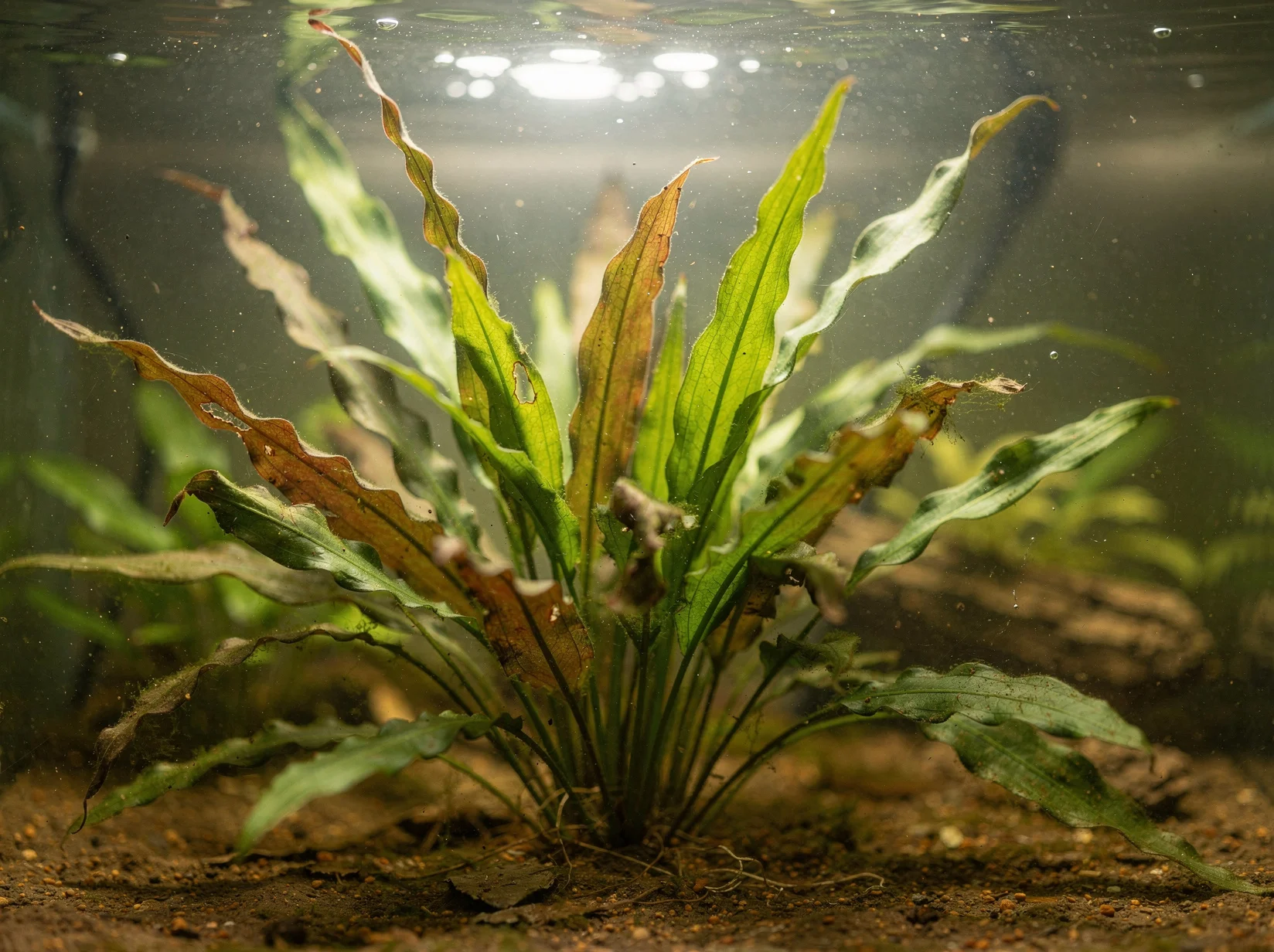 Cryptocoryne spiralis var. spiralis