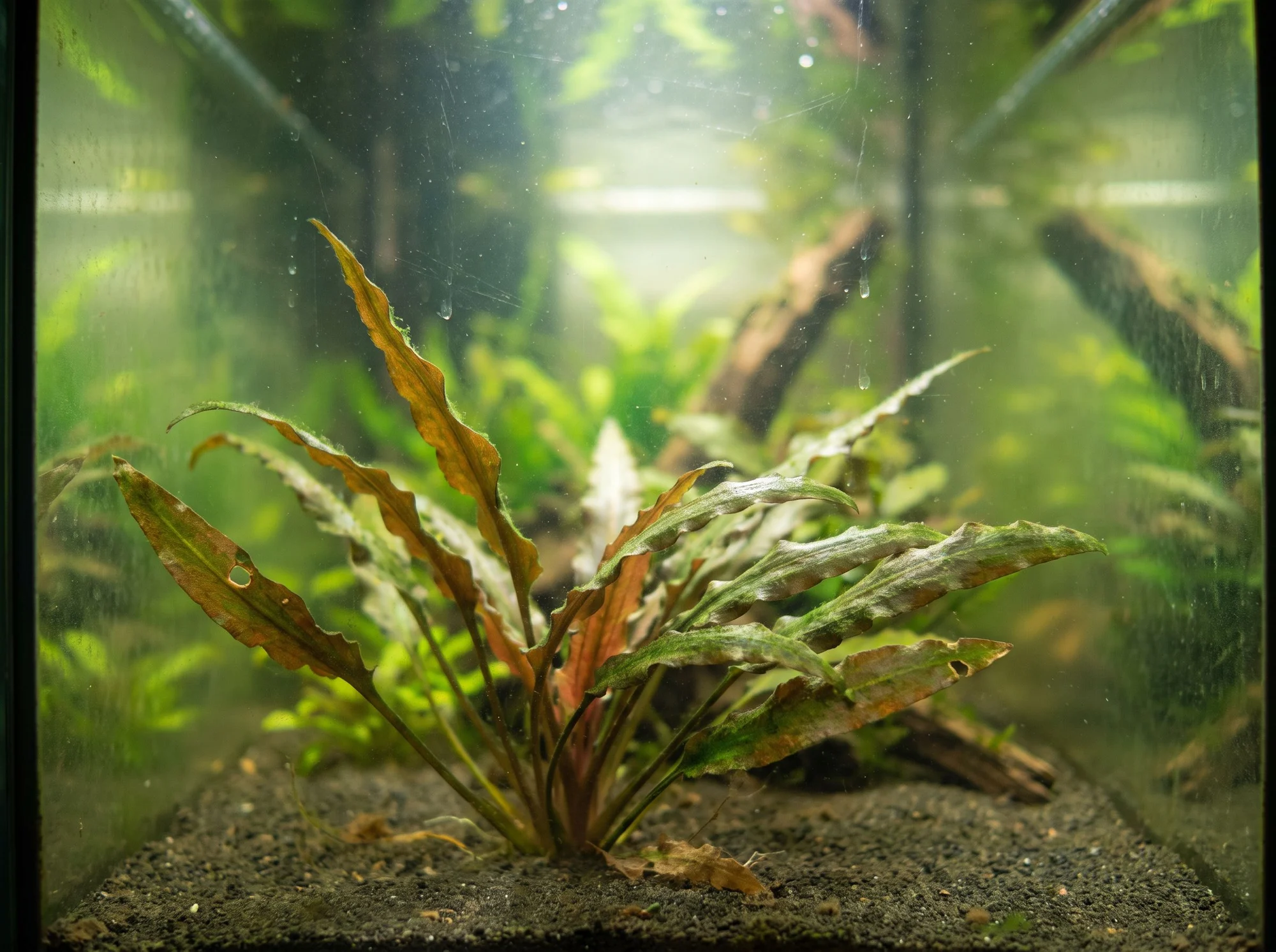 Spiral Water Trumpet