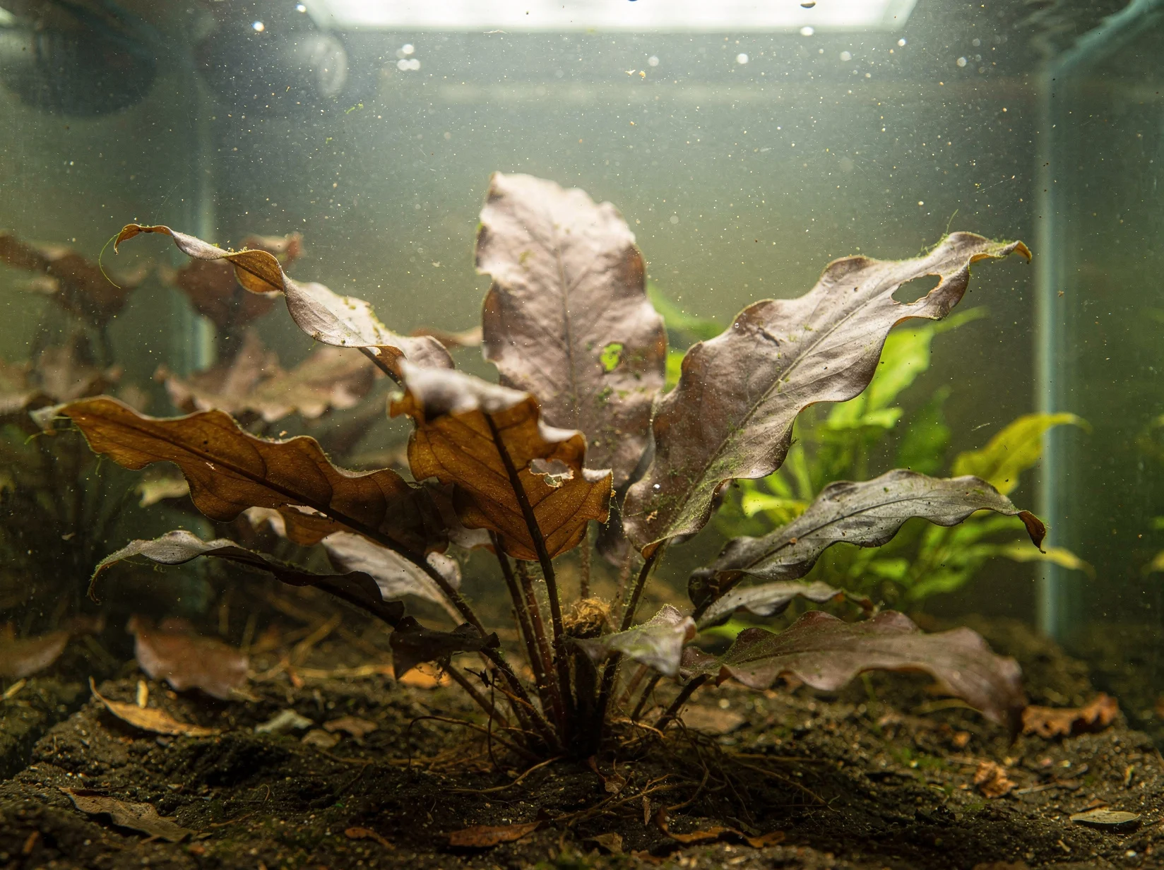 Cryptocoryne wendtii ''braun''