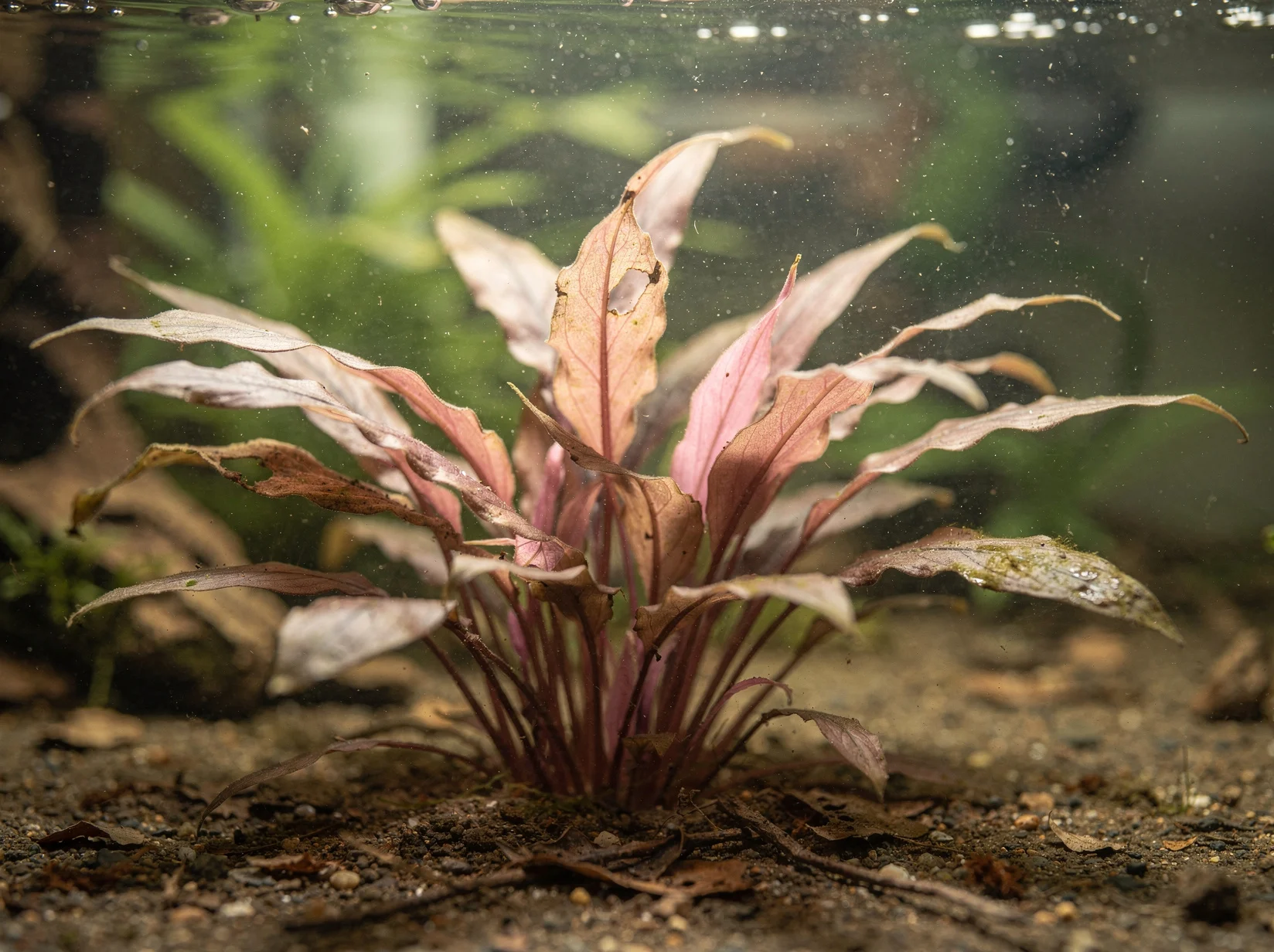 Cryptocoryne wendtii 'Flamingo'
