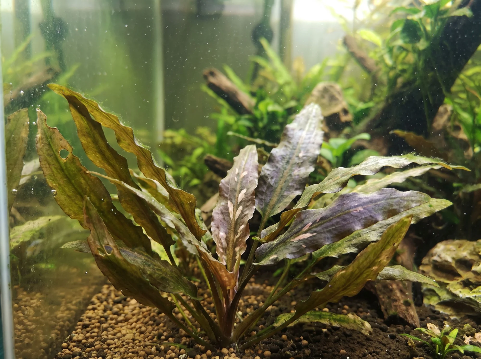 Cryptocoryne wendtii 'Florida Sunset'