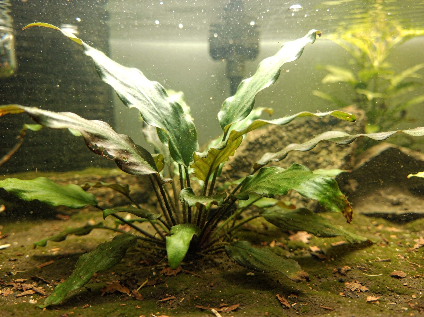 Cryptocoryne wendtii ''grün''