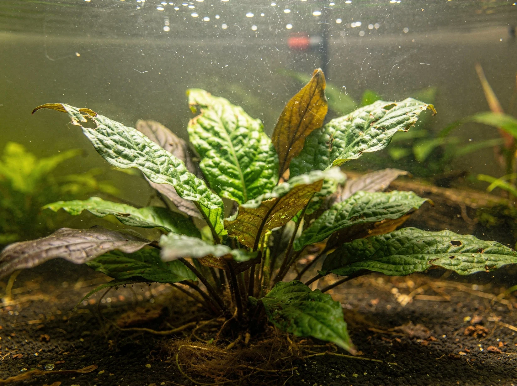 Cryptocoryne wendtii 'Green Gecko'