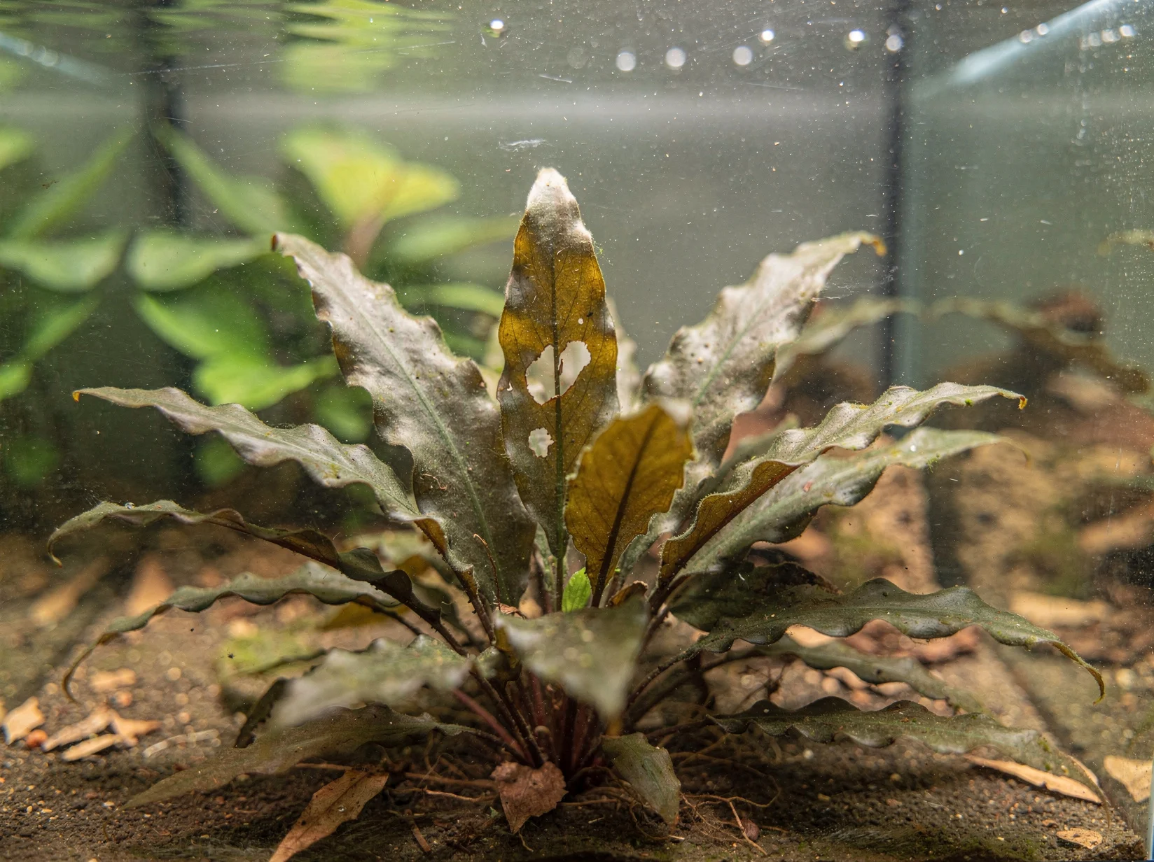 Cryptocoryne wendtii 'Mi Oya'