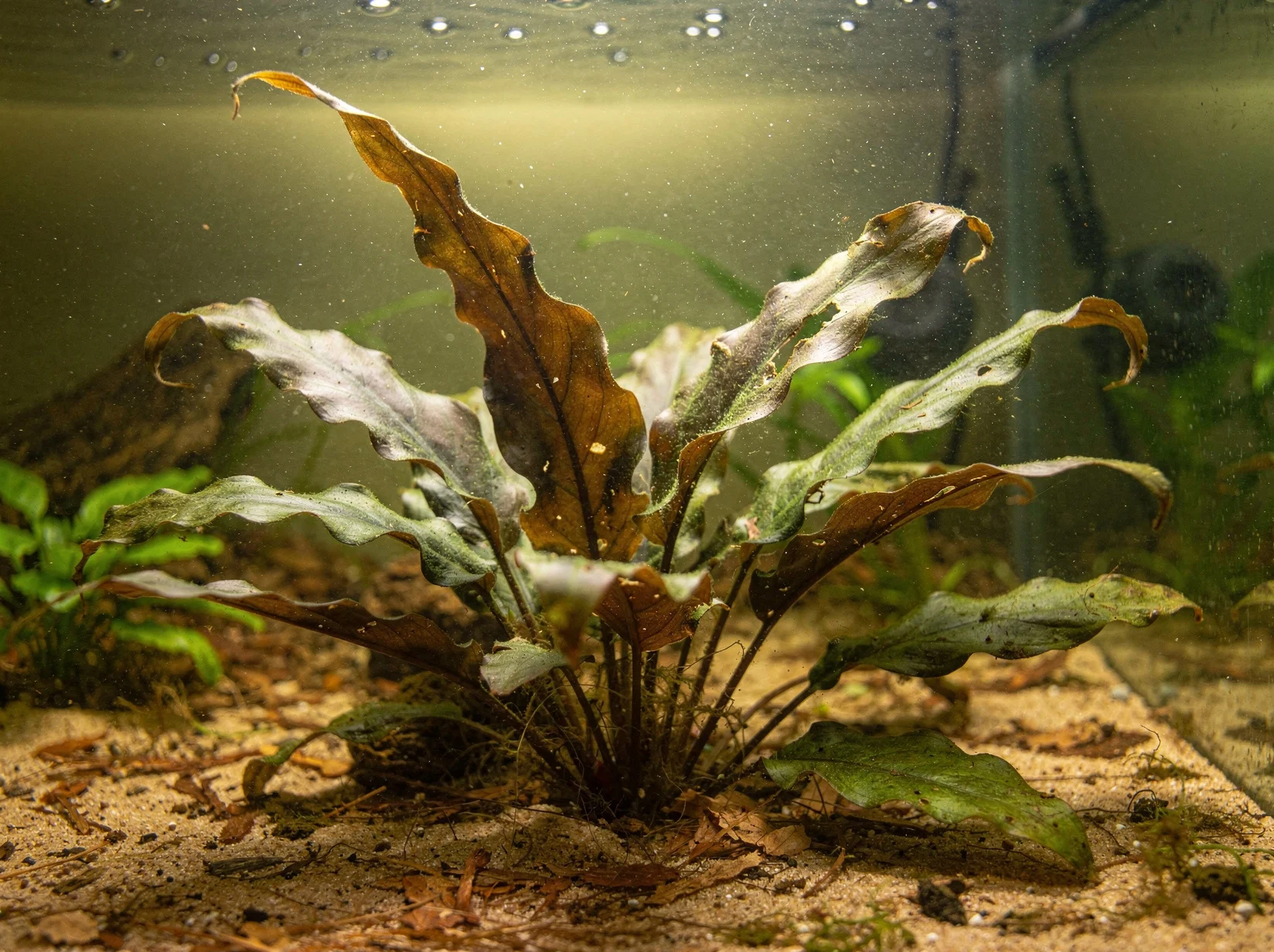 Wendt's Water Trumpet