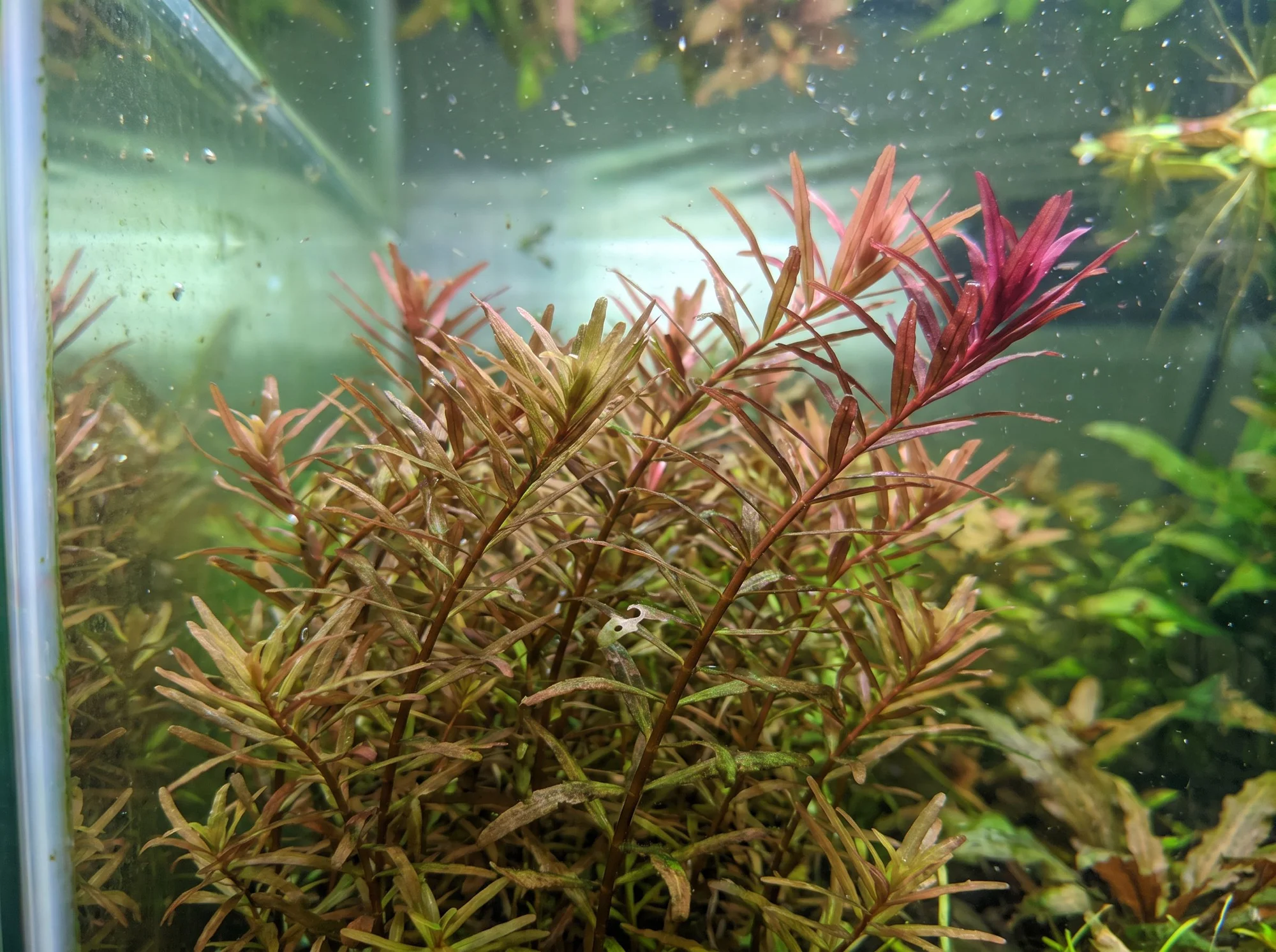 Water Hedge