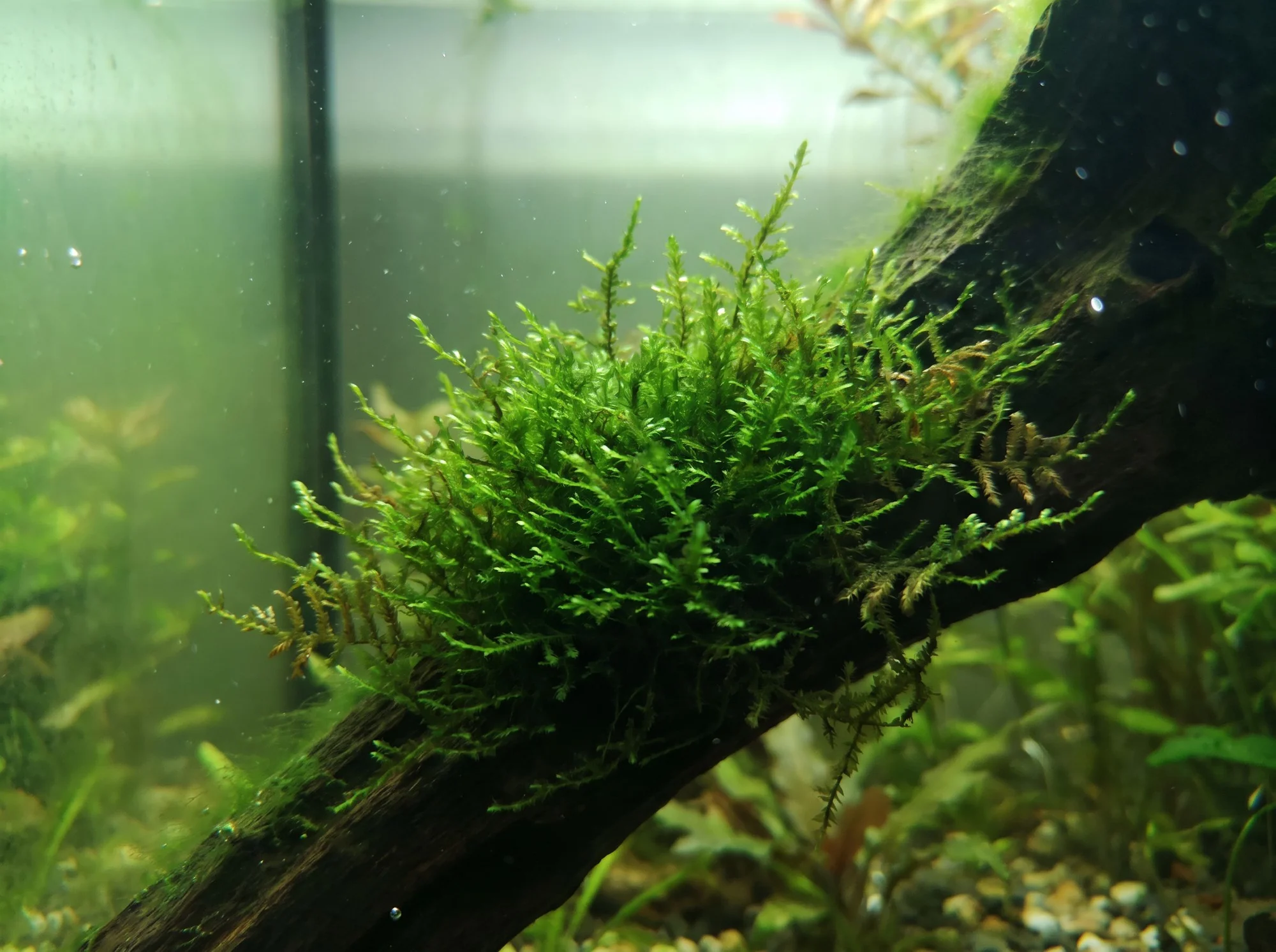 Java Moss