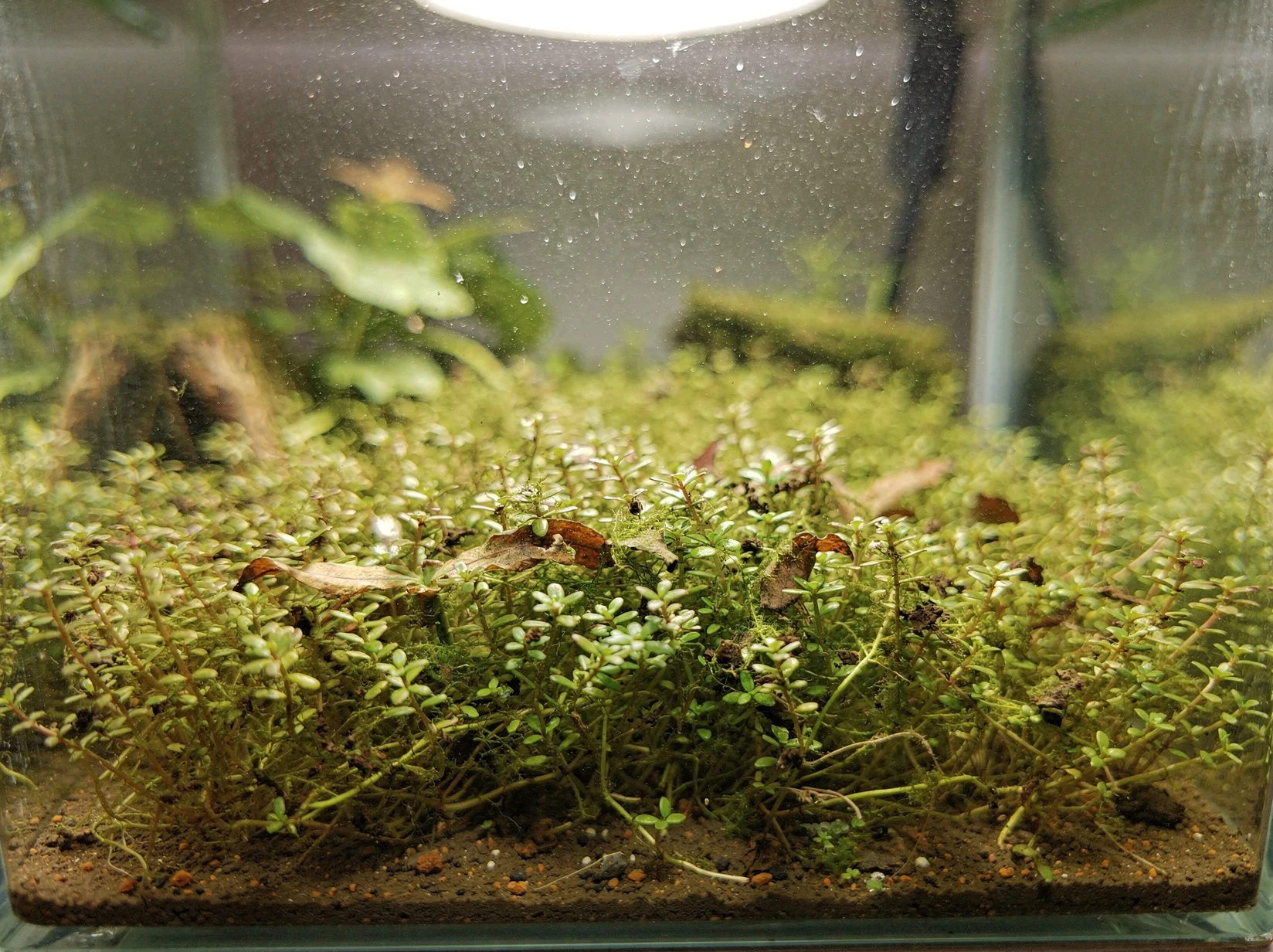 Waterwort