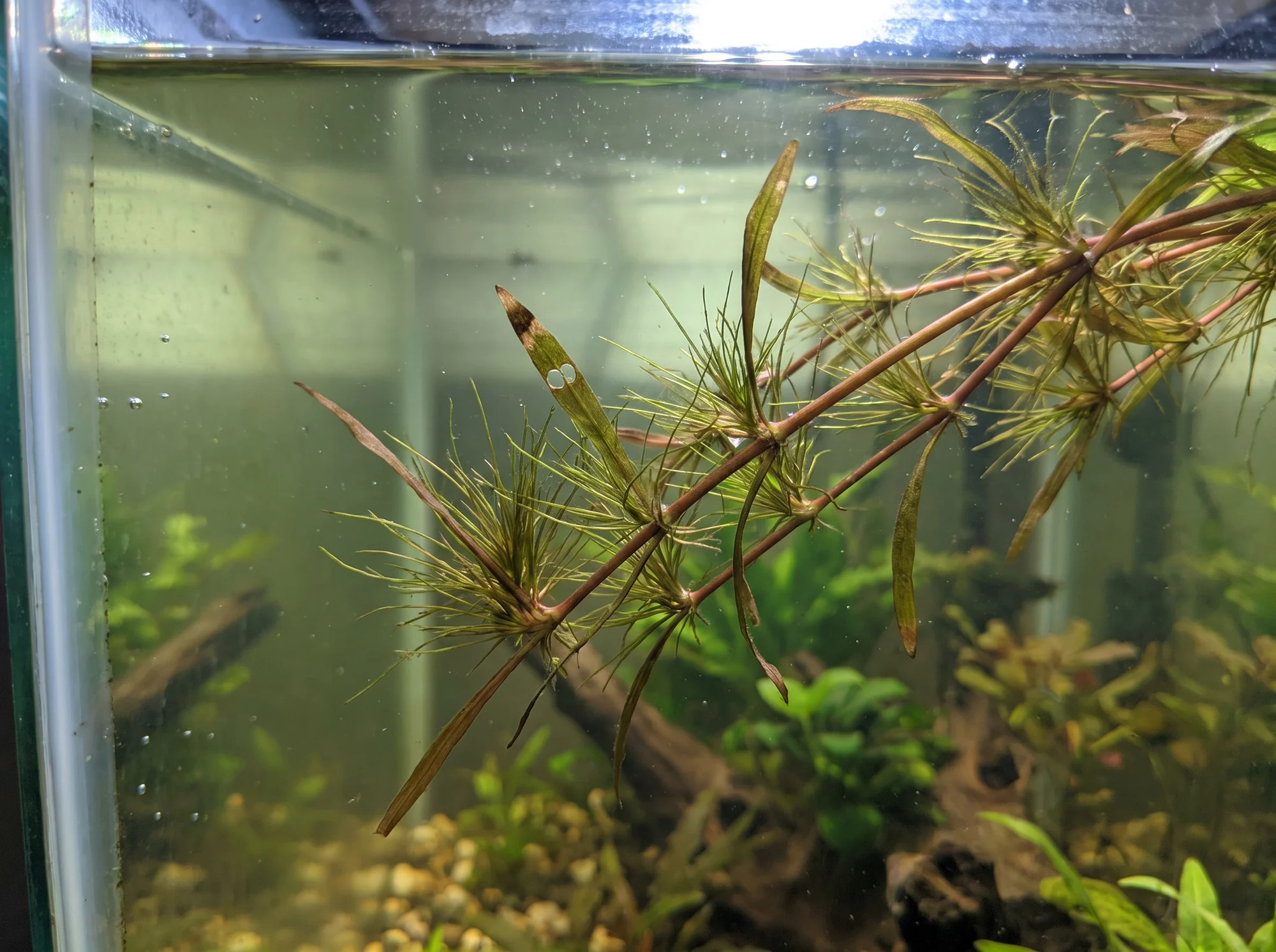 Floating Spikerush