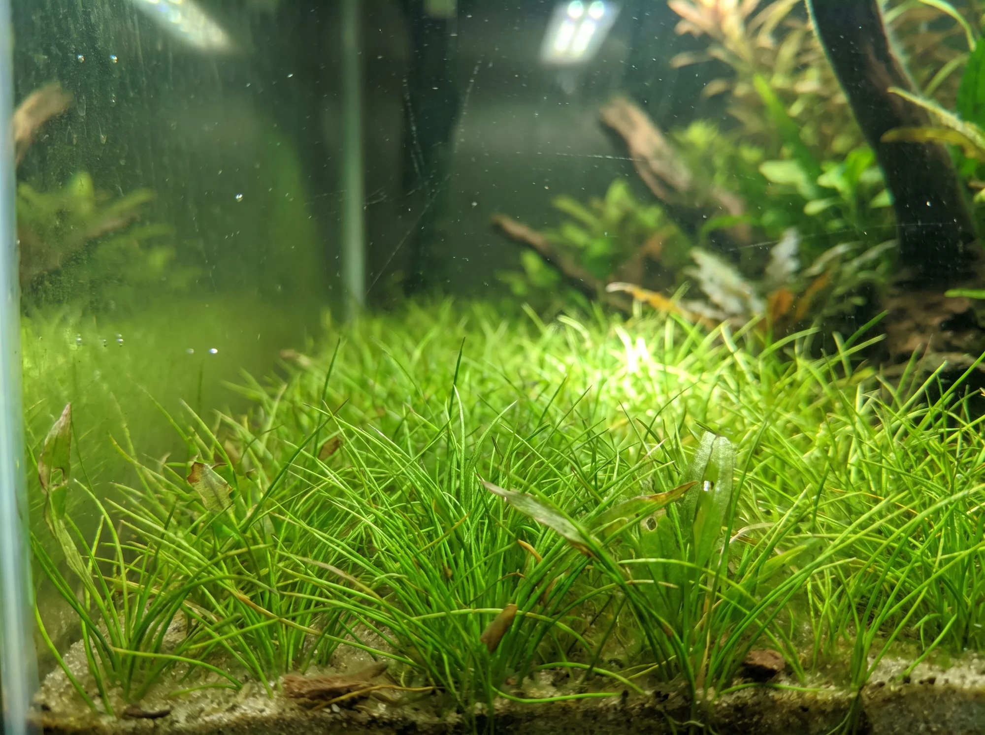 Eleocharis pusilla ('E. parvula')