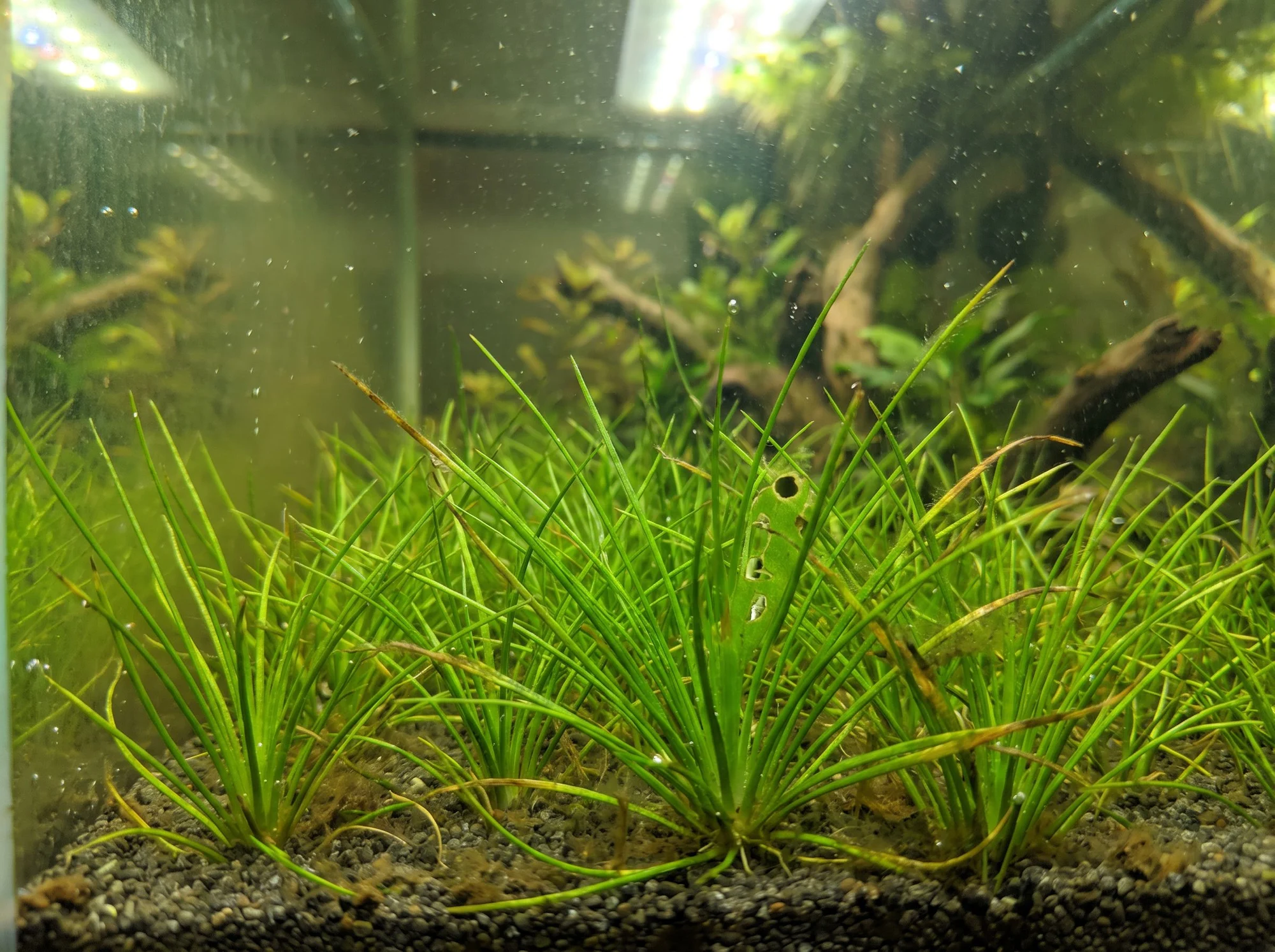 Dwarf Hairgrass