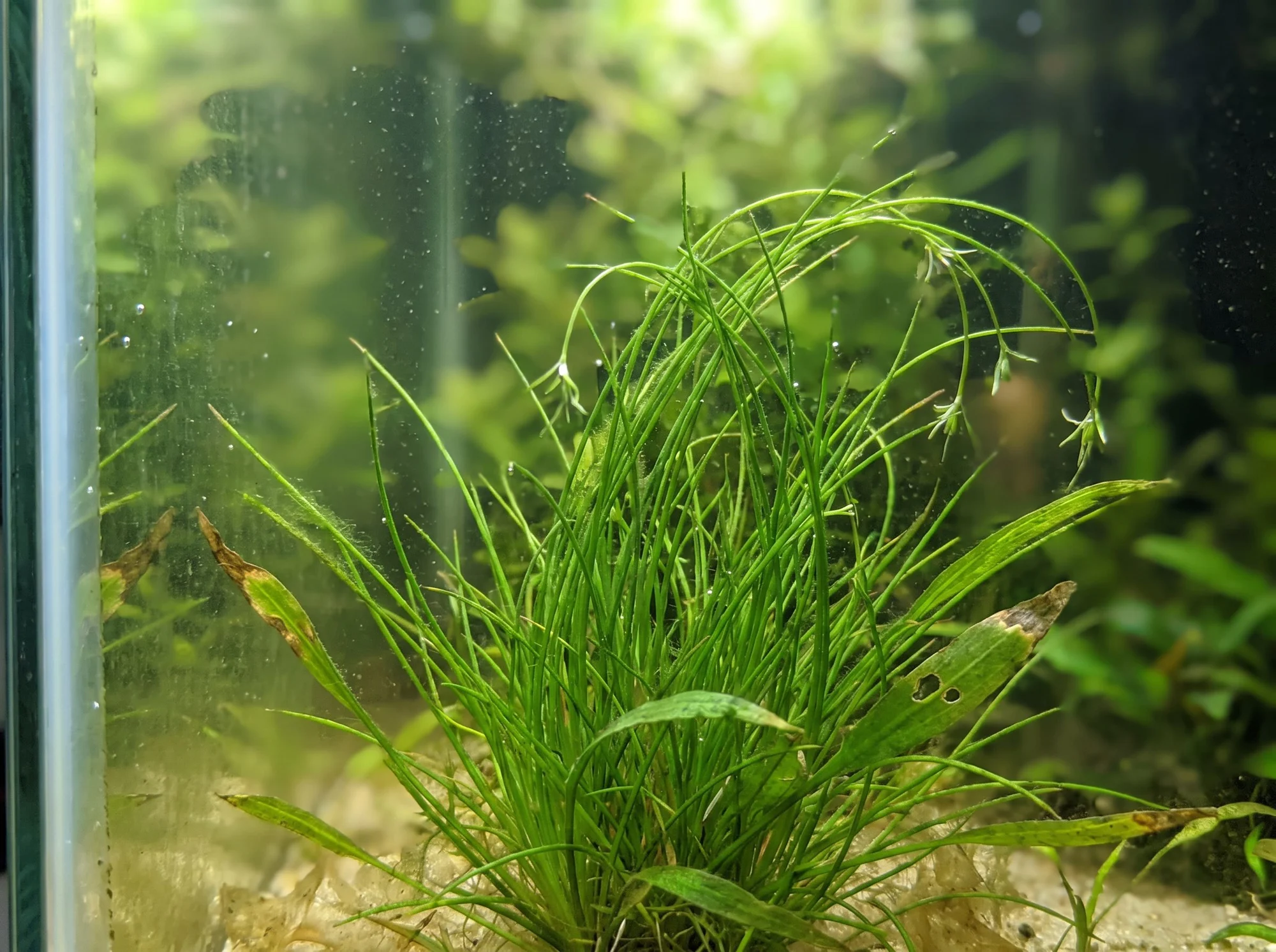 Umbrella Hairgrass