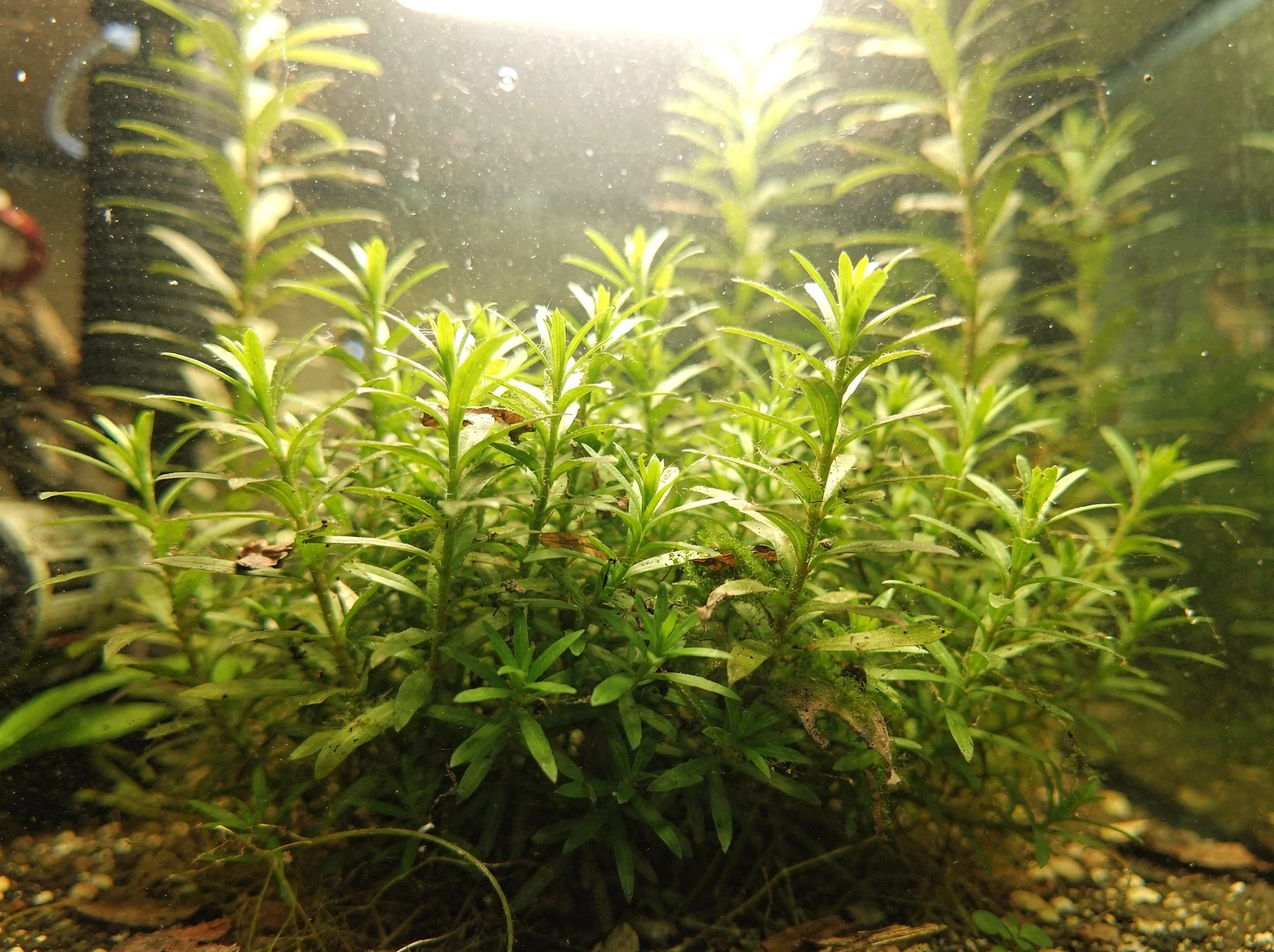 Anacharis