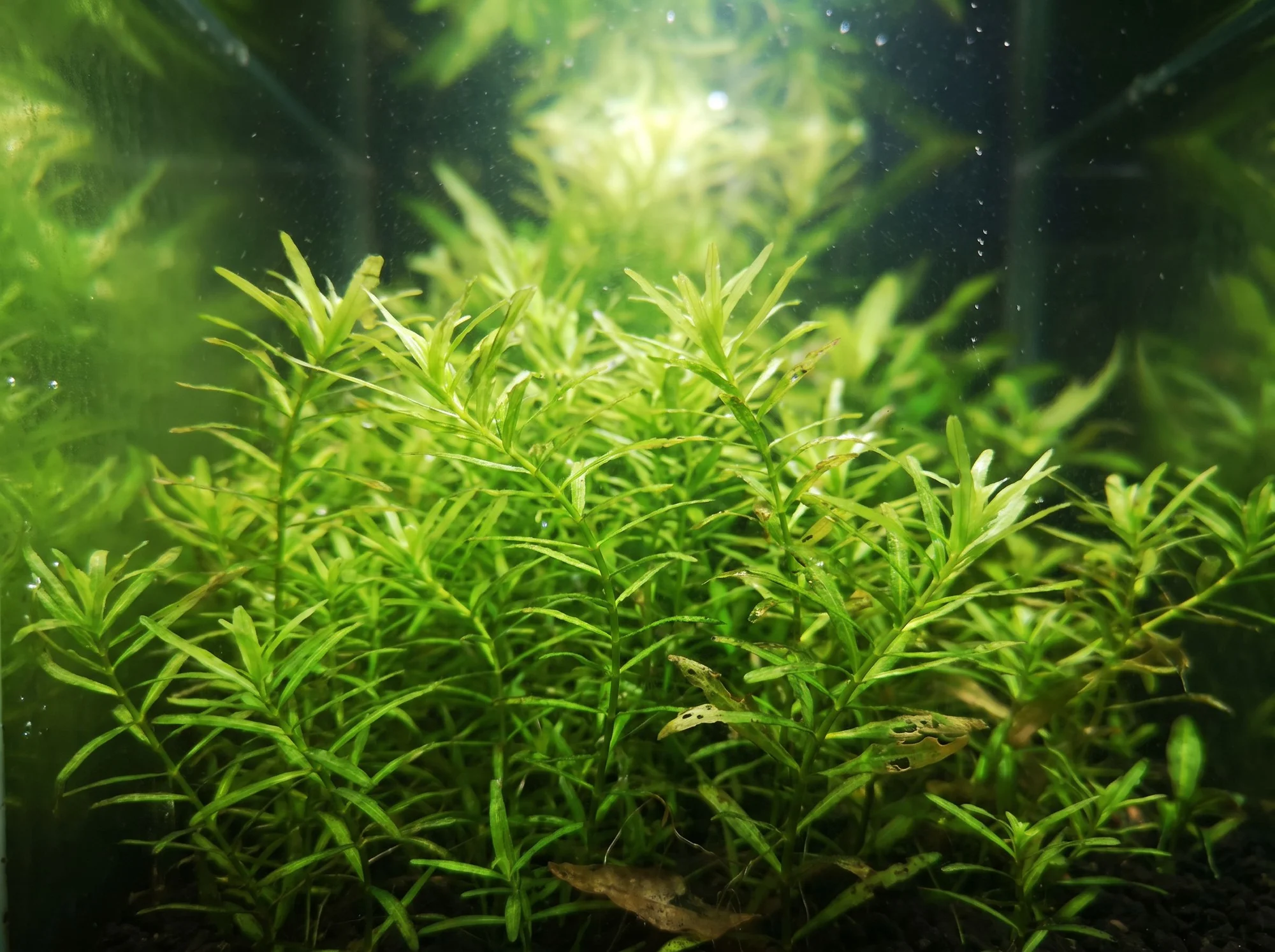 Narrow Leaf Anacharis