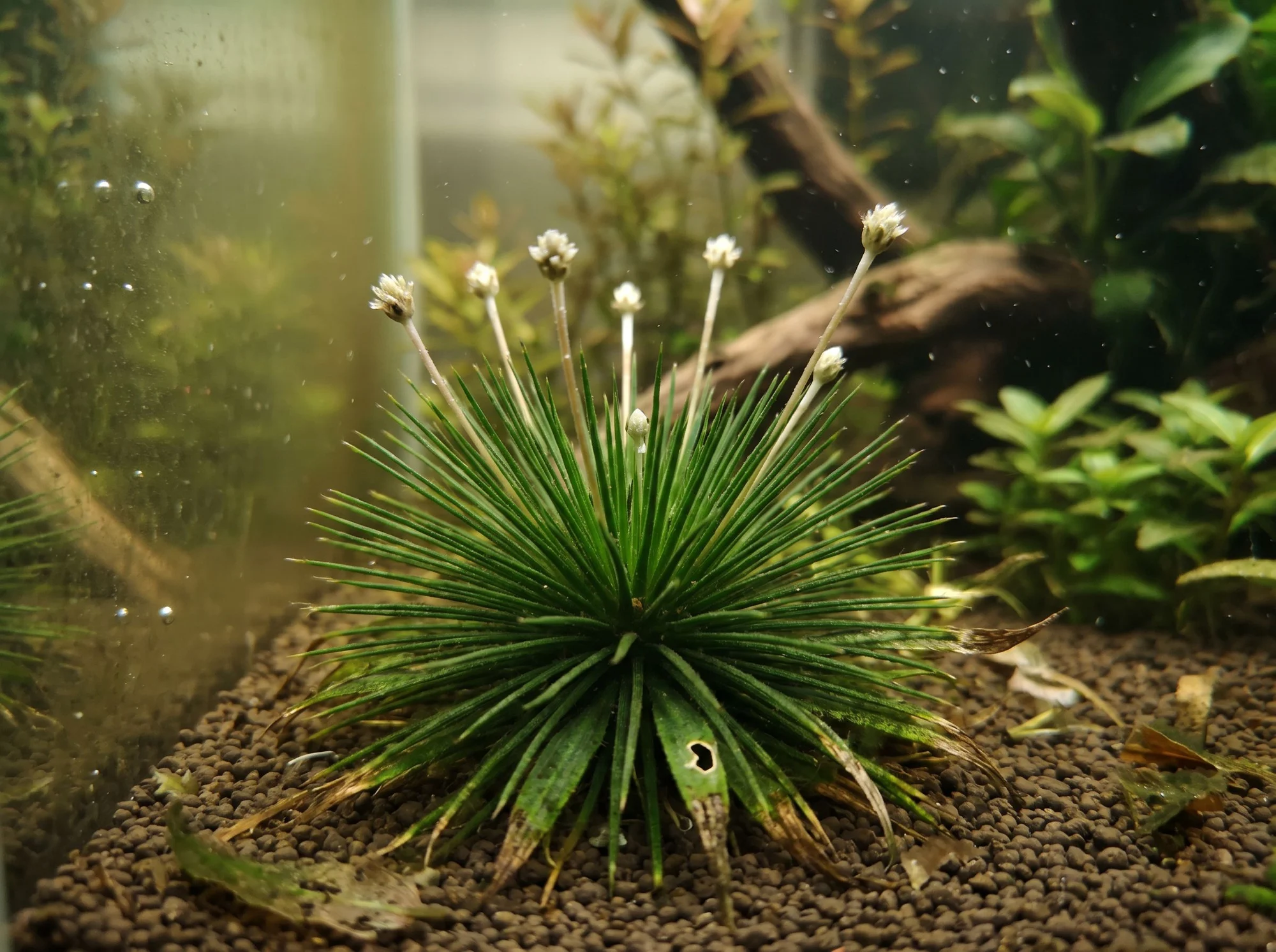 Pipewort