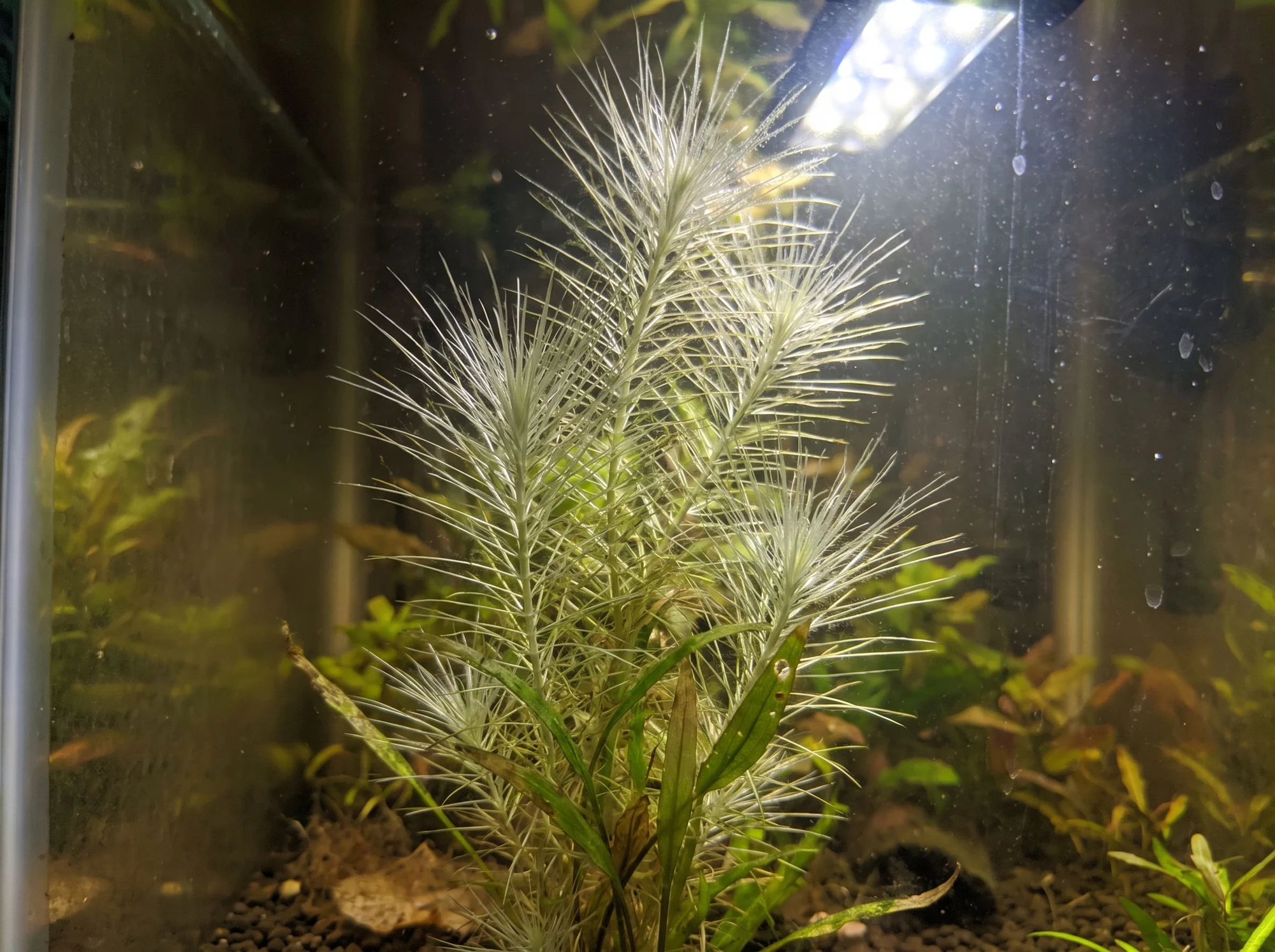Eriocaulon de hoja fina