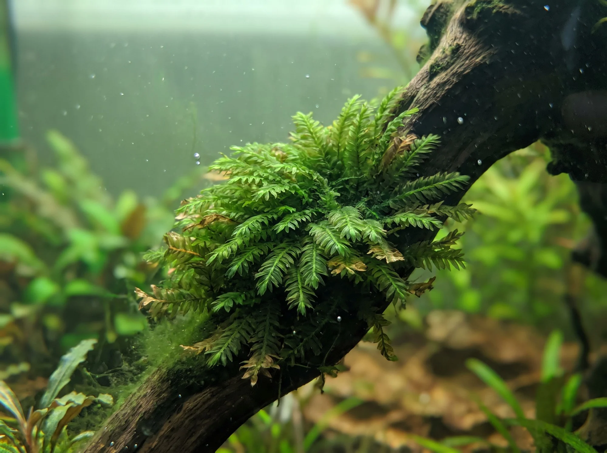 Phoenix Moss