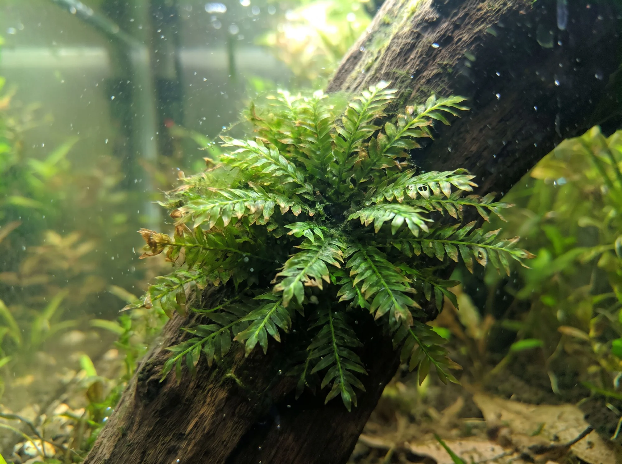 Noble Fissidens