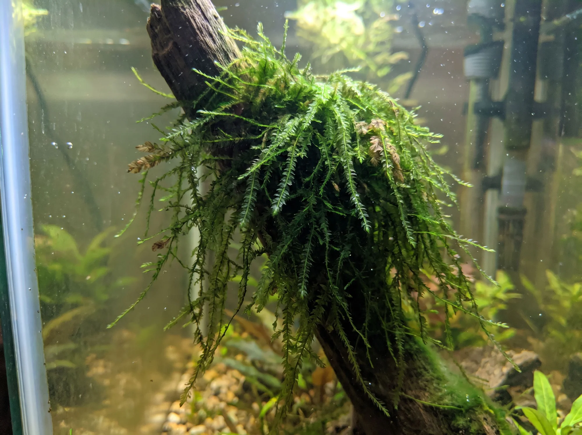 Willow Moss