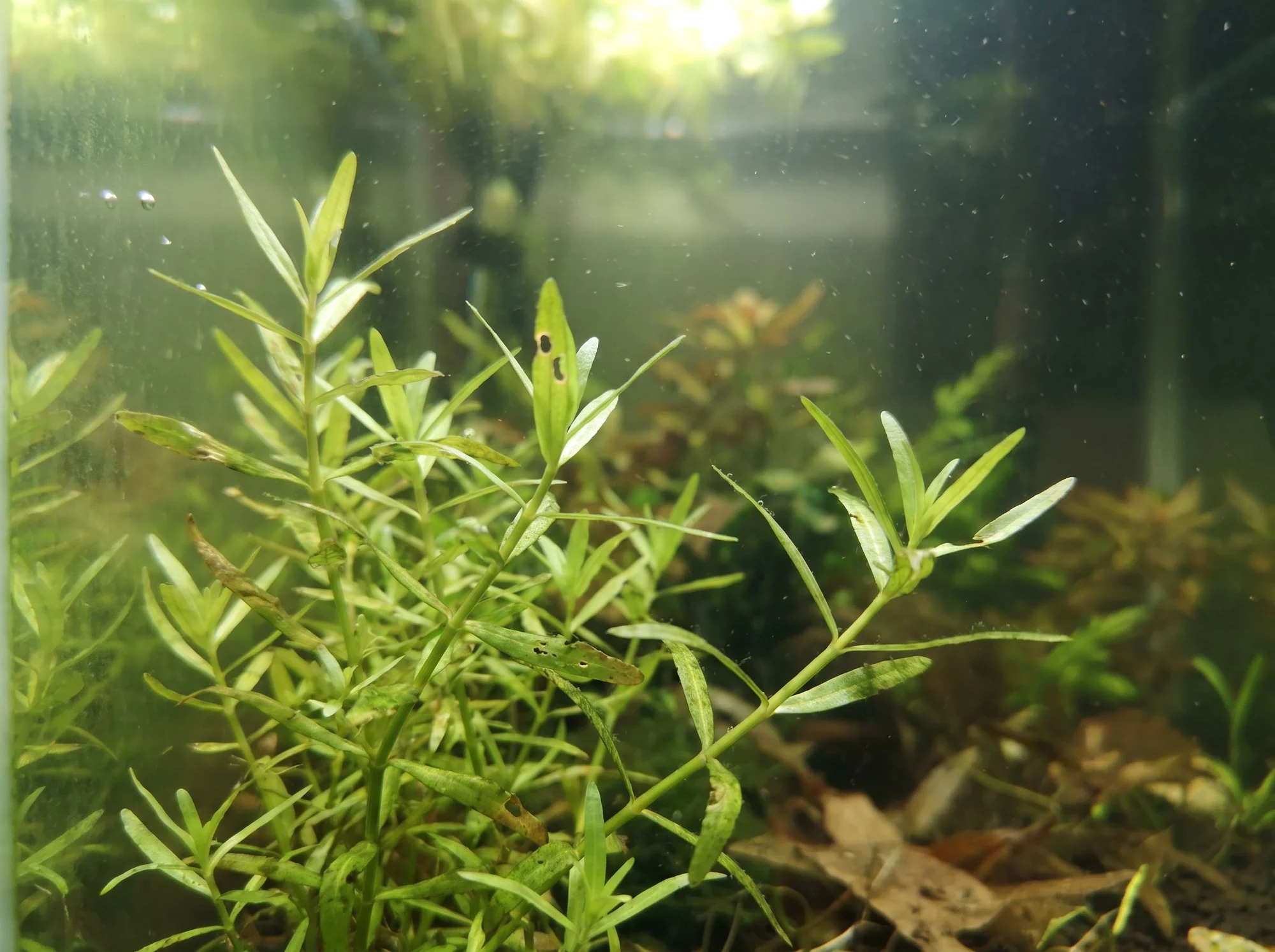 Hedge Hyssop