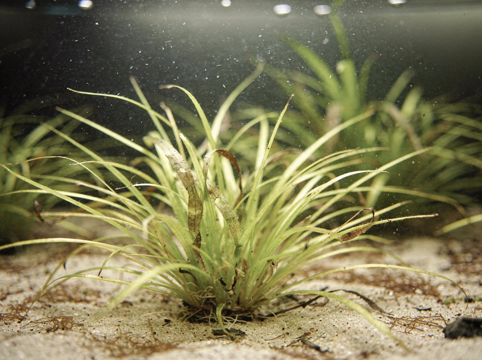 Helanthium bolivianum 'Angustifolius'