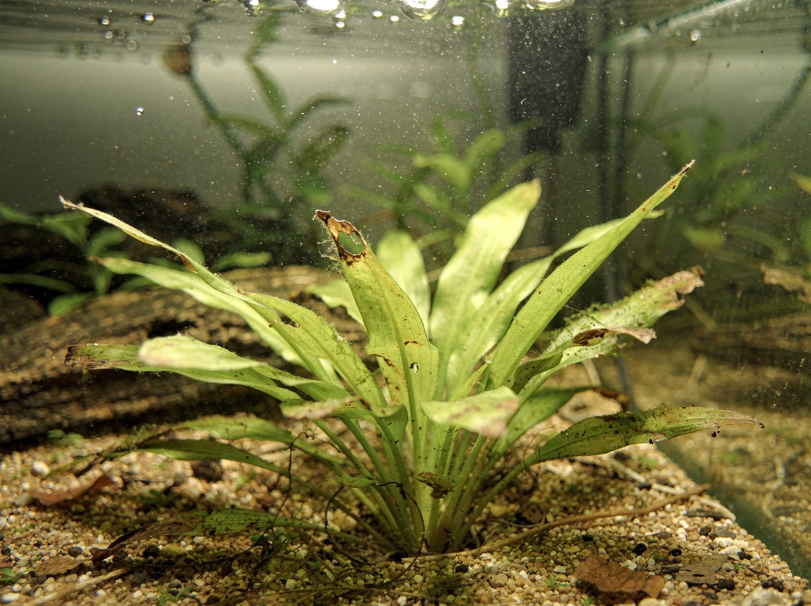 Helanthium bolivianum 'latifolius'
