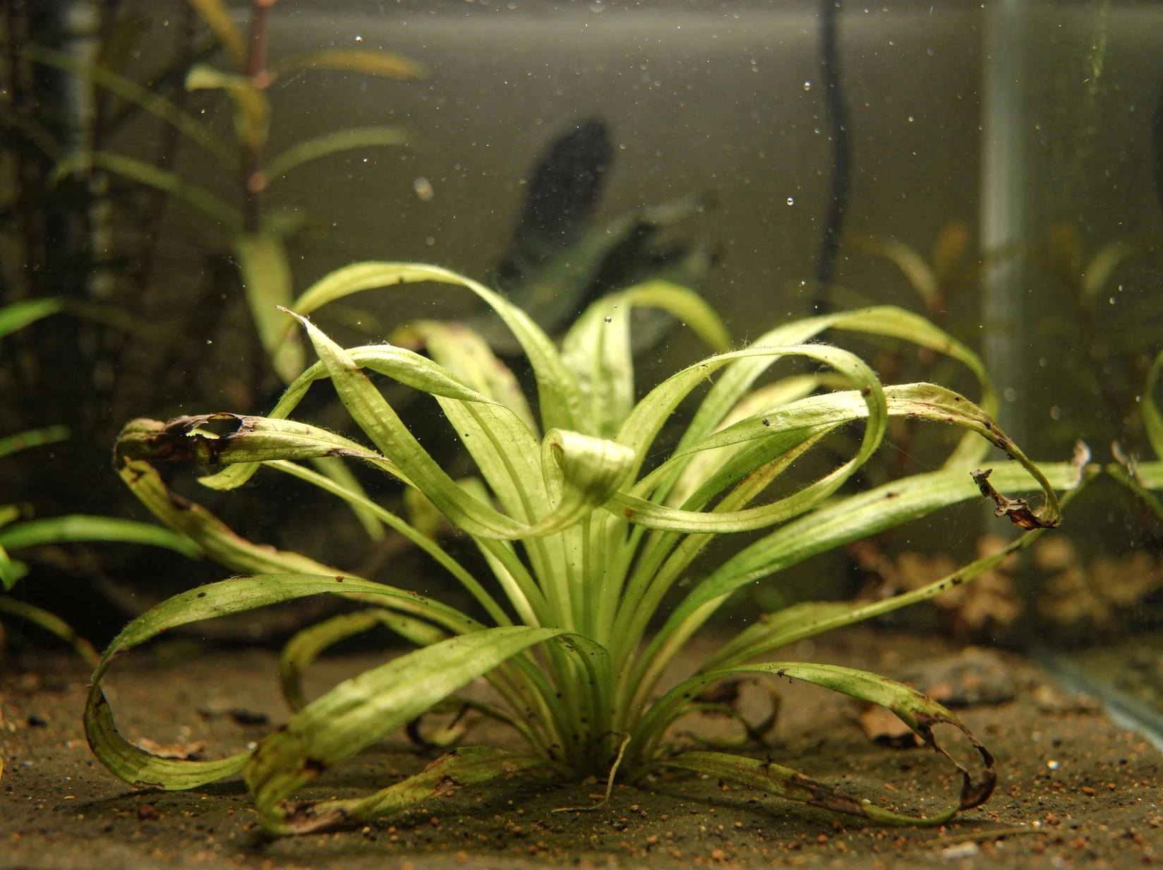 Helanthium bolivianum 'Vesuvius'