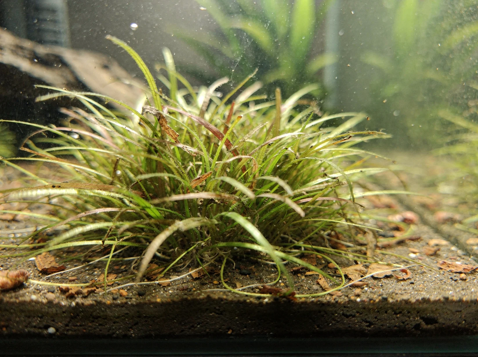 Helanthium tenellum 'parvulum'