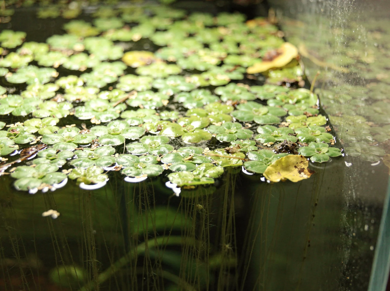 Amazon Frogbit