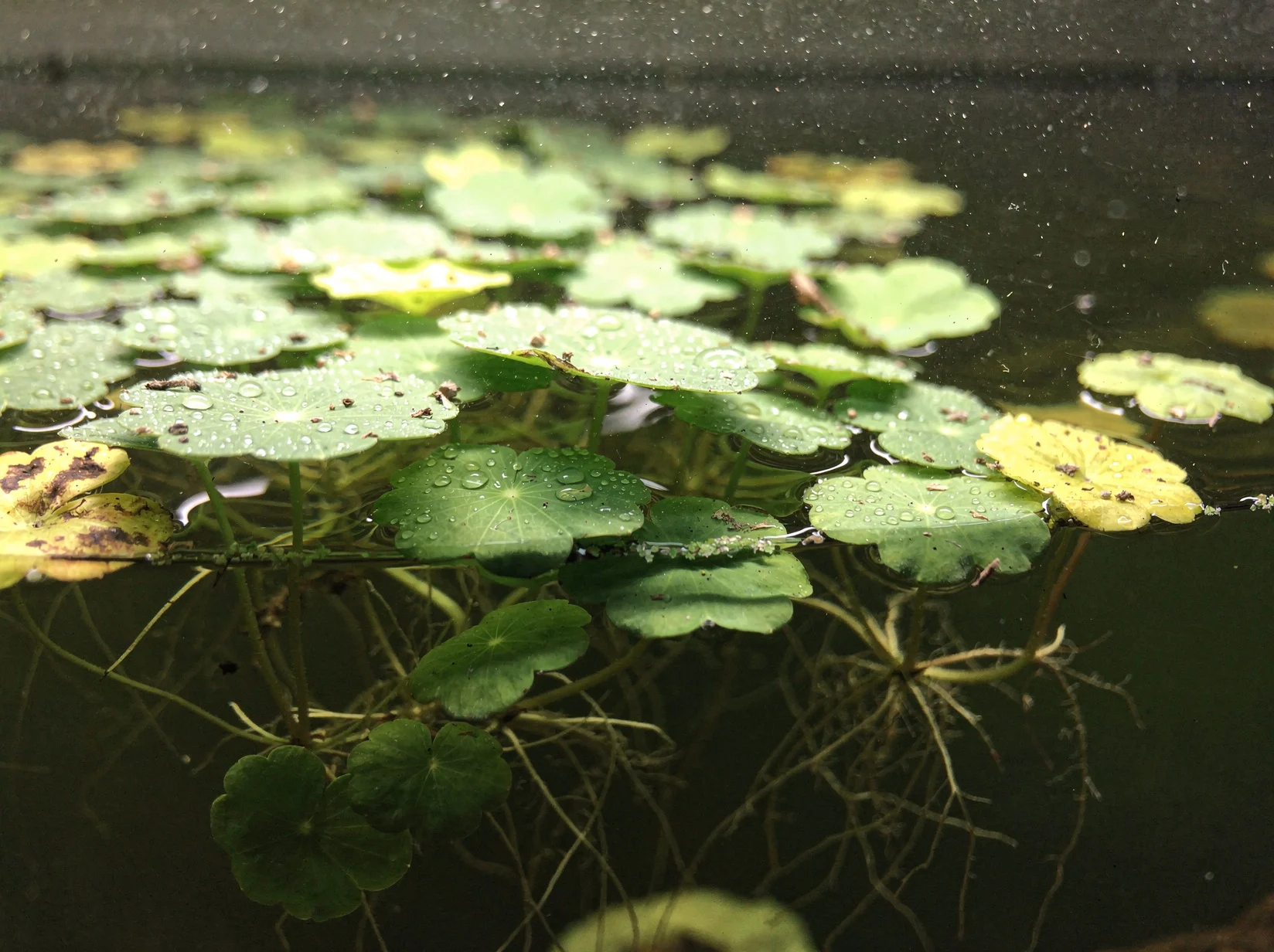 Brazilian Pennywort