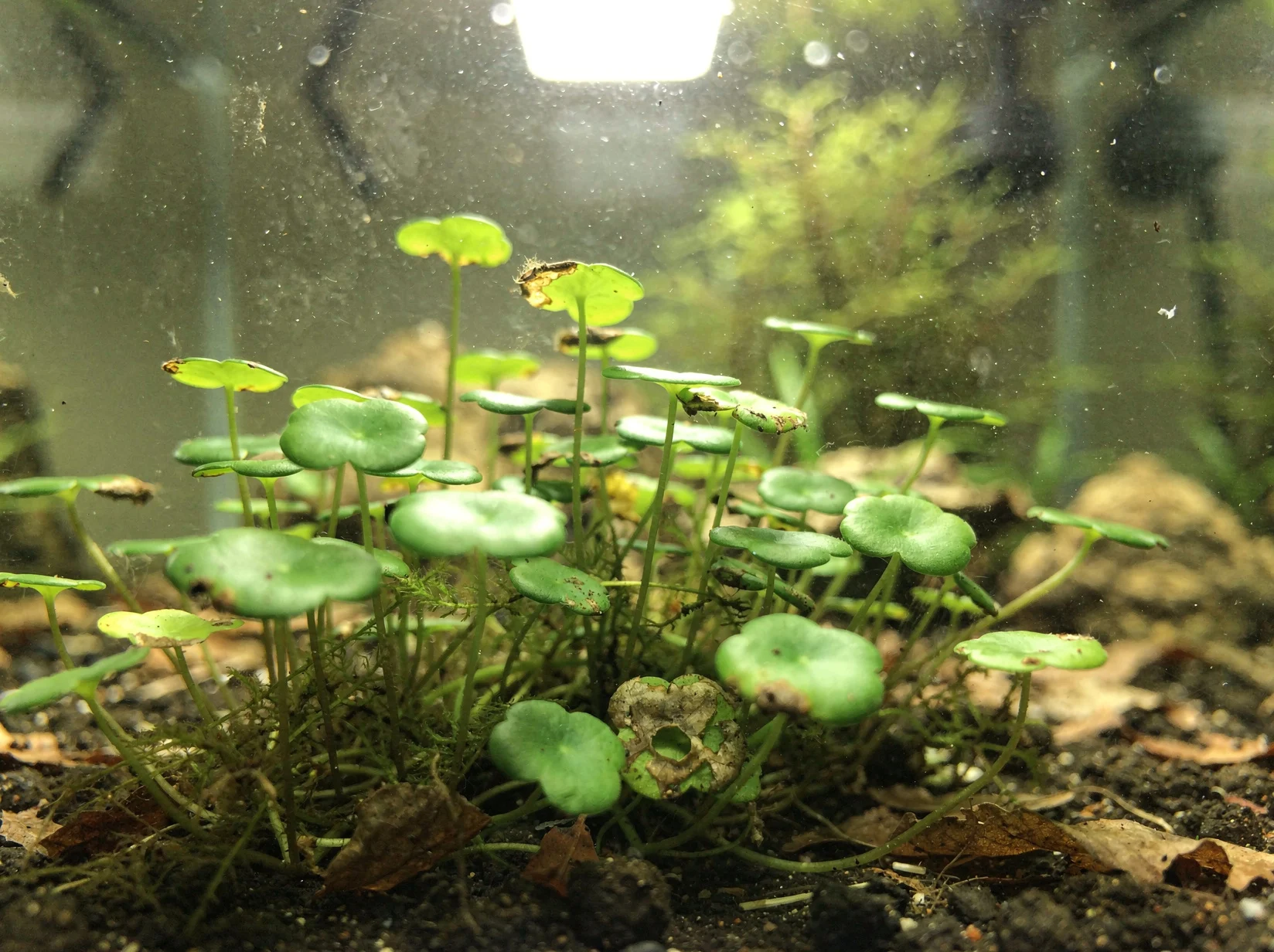 Lawn Pennywort