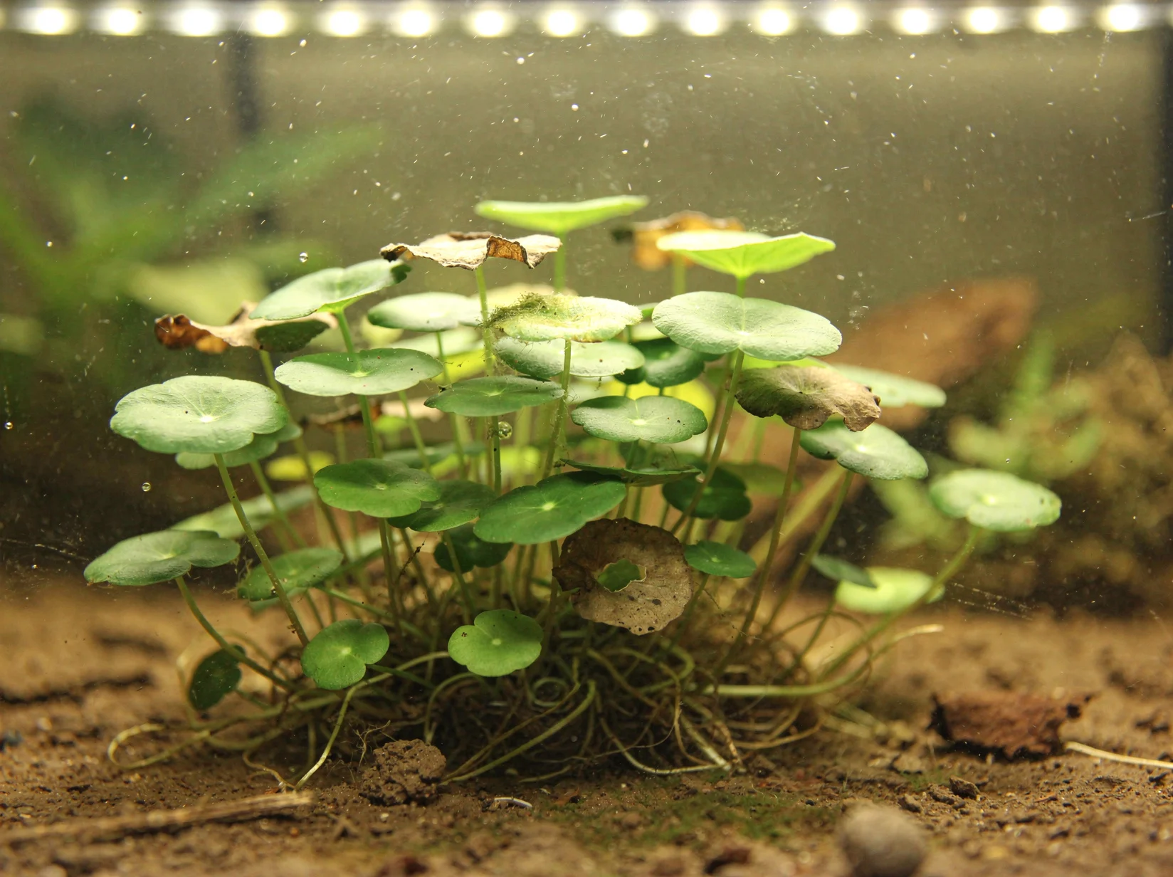 Whorled Pennywort